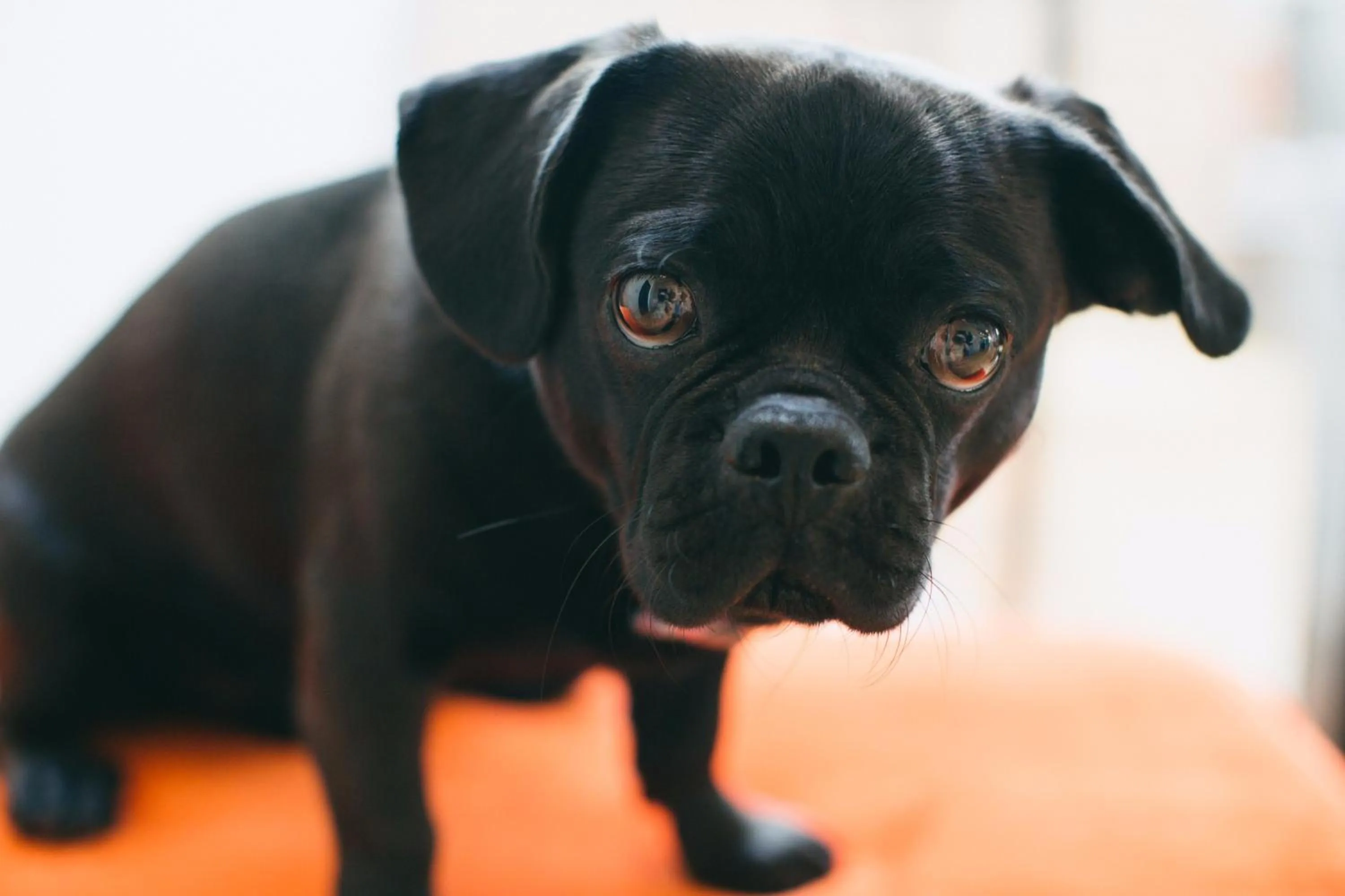 Pets in The Publishing House Bed and Breakfast