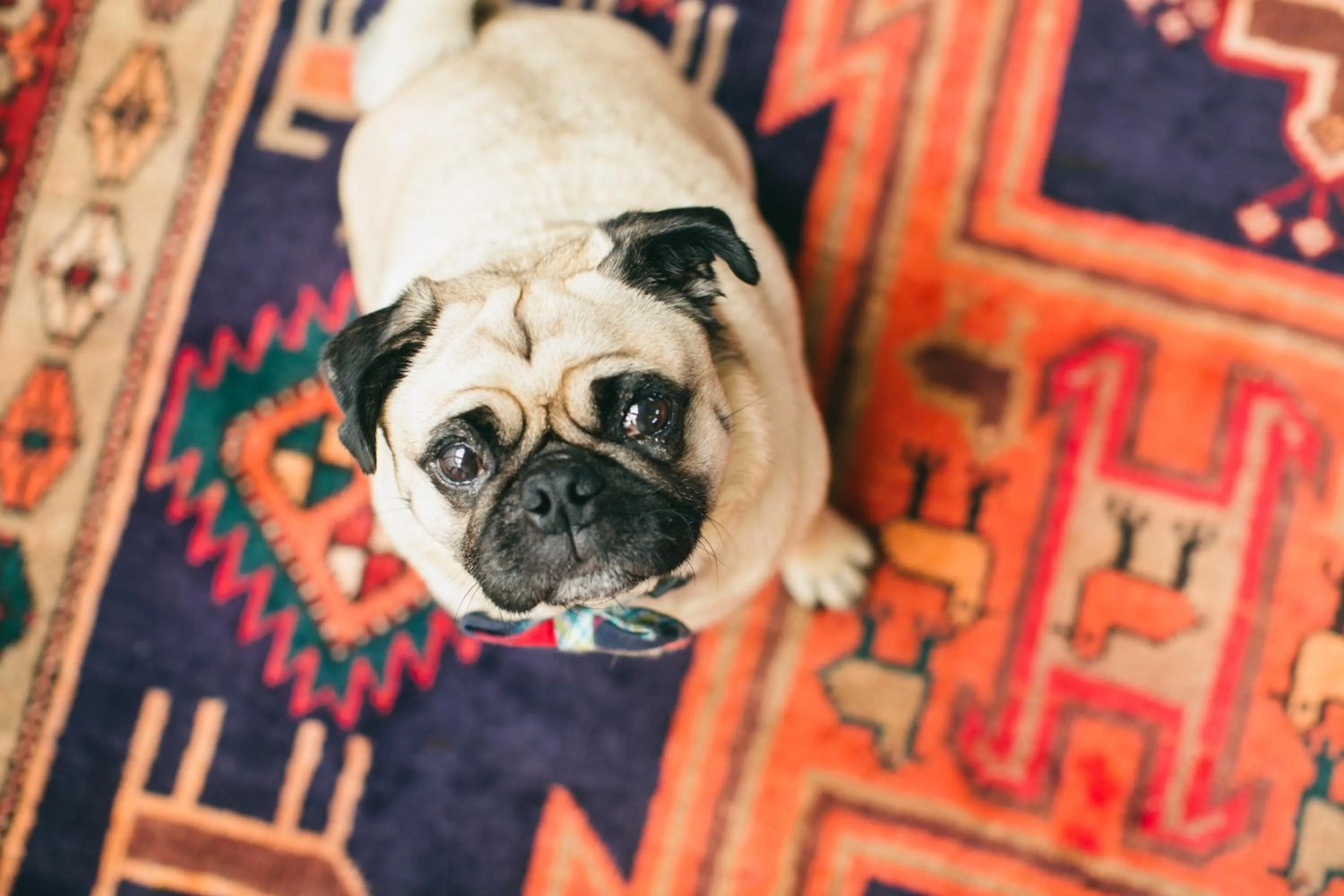 Pets in The Publishing House Bed and Breakfast