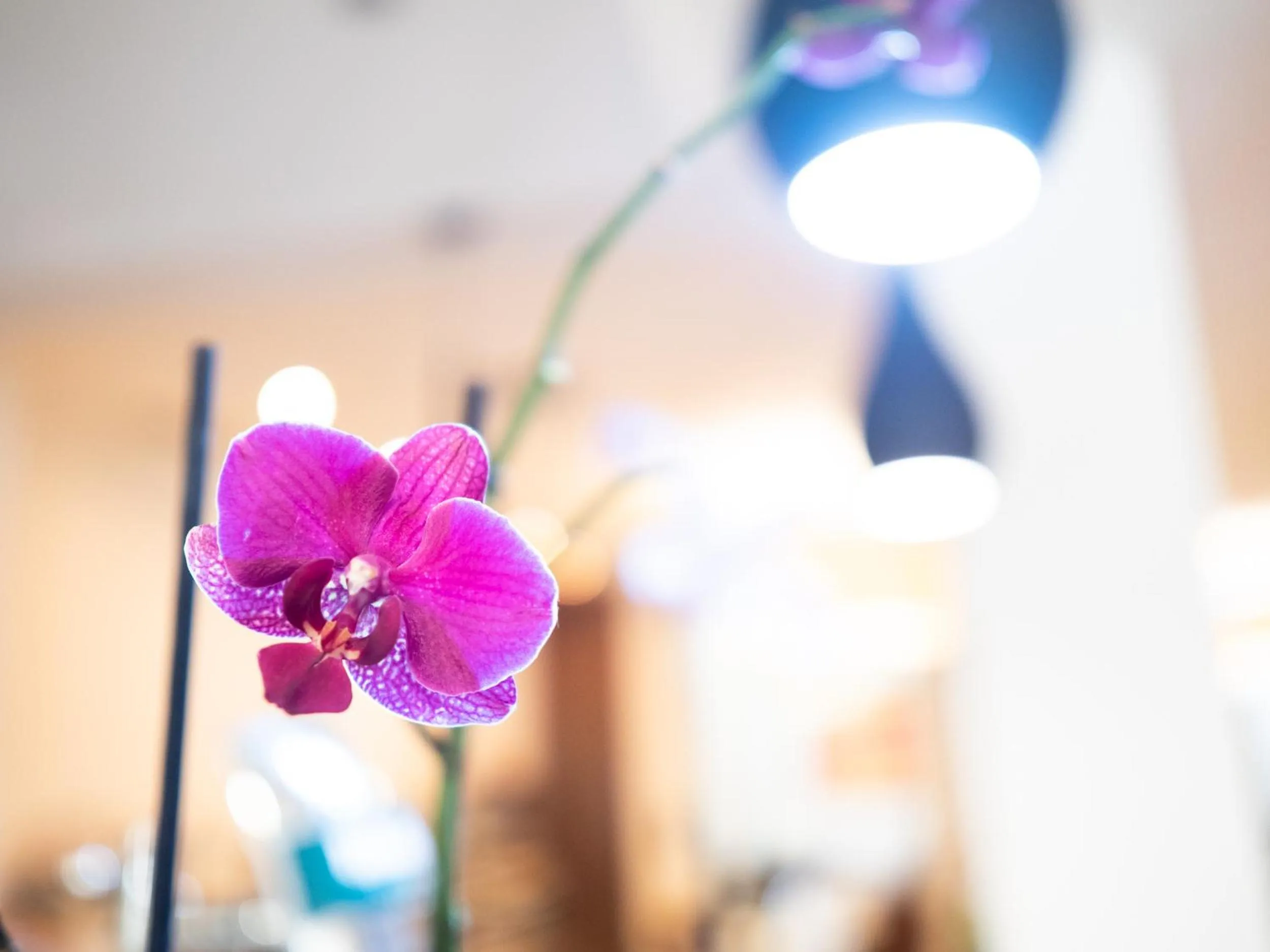 Breakfast in Hotel Quino