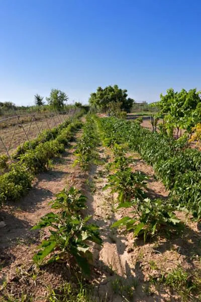 Garden in Hotel Quino