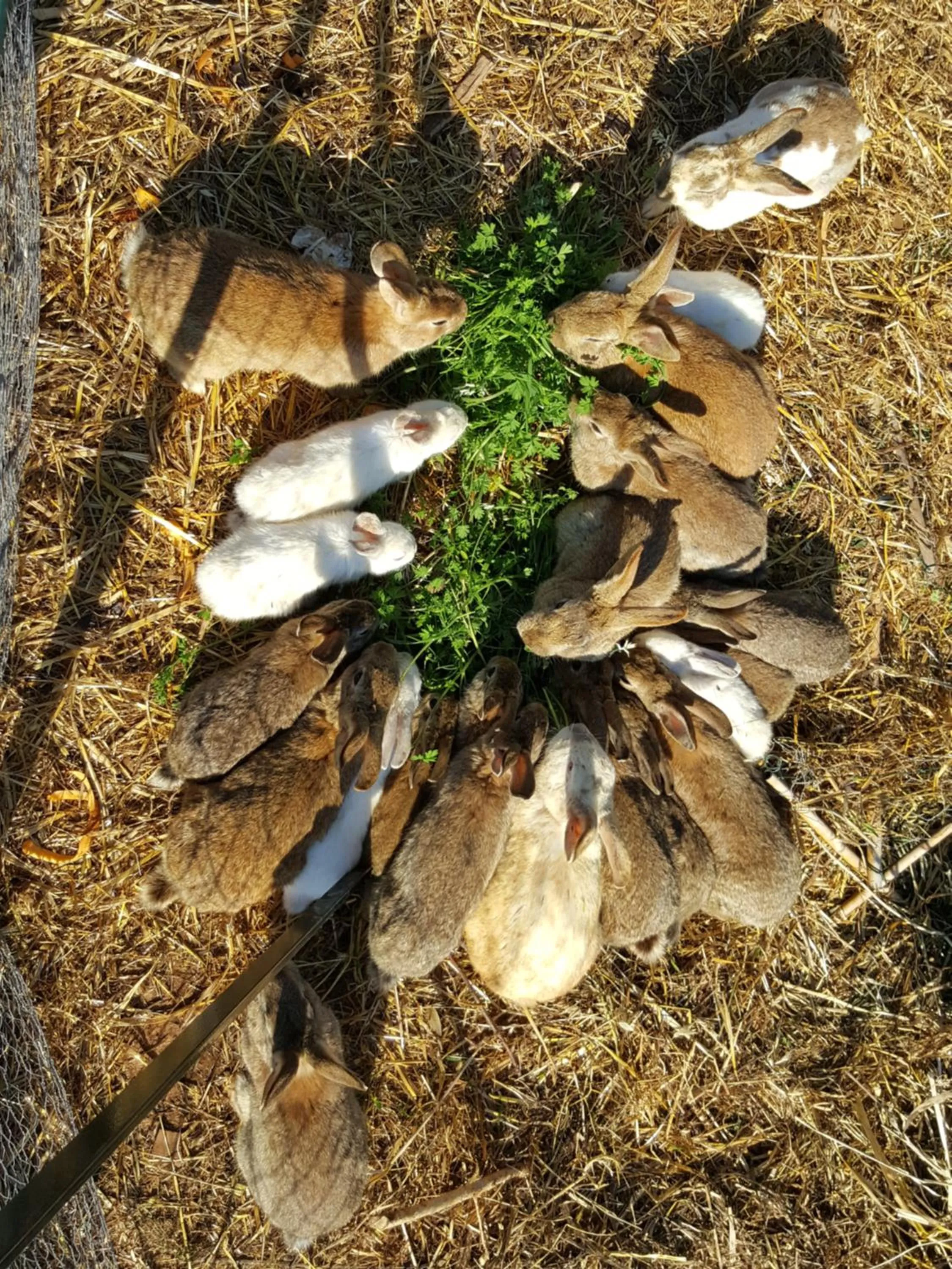 Pets in Masseria Trulli sull'Aia