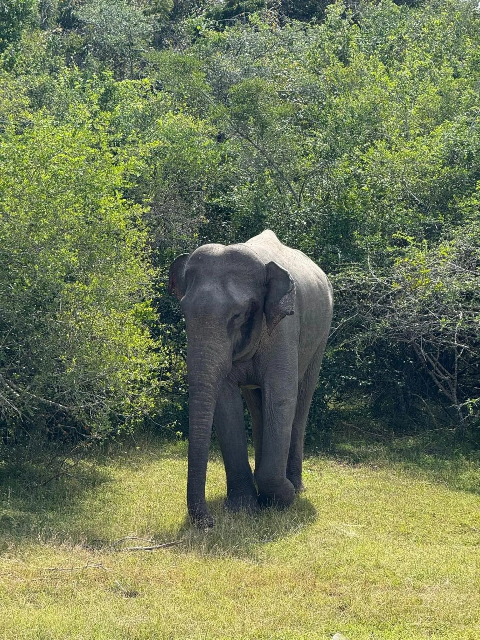 The Tasty Tuna Cabana