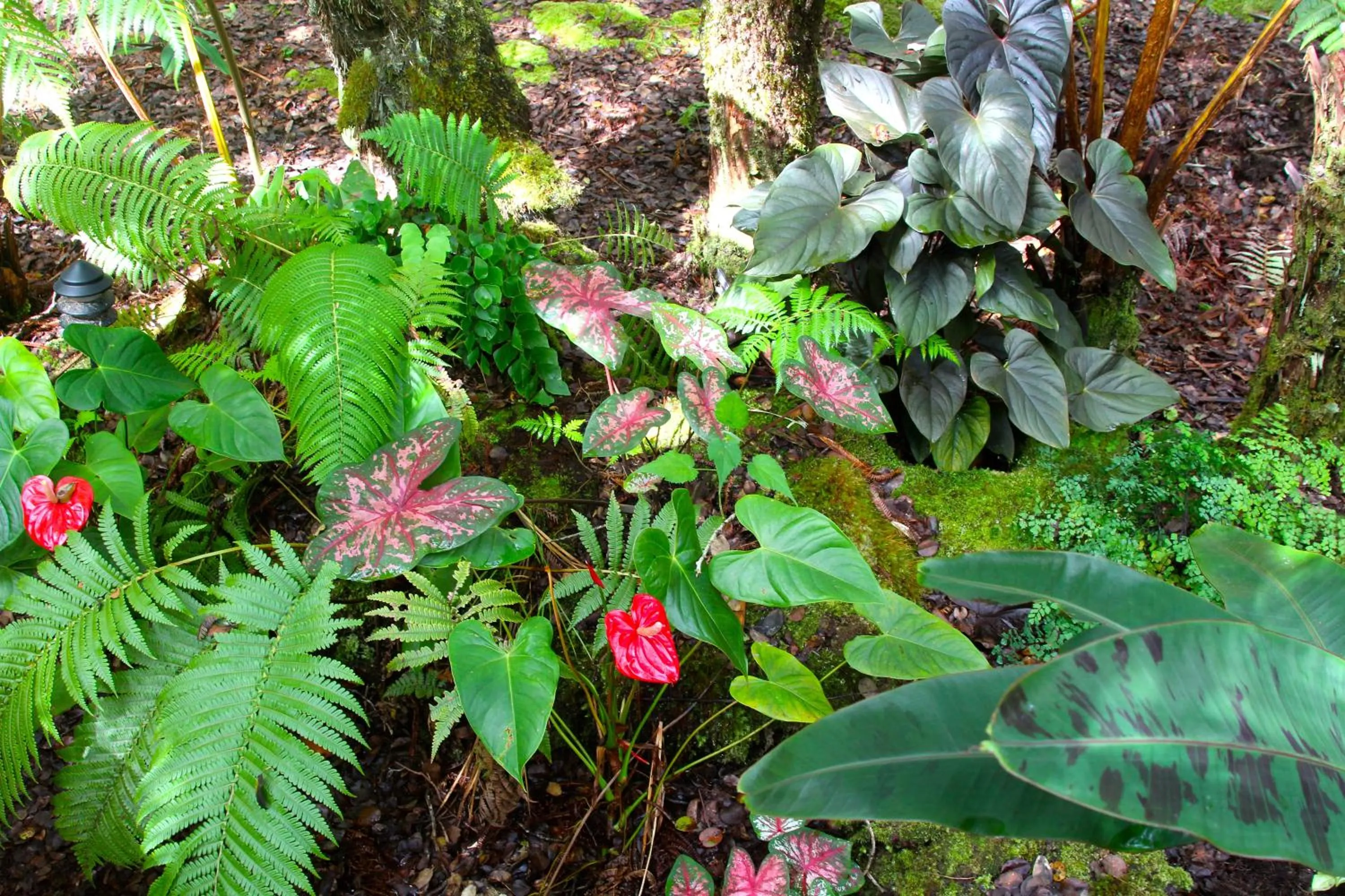 Garden in At the Craters Edge