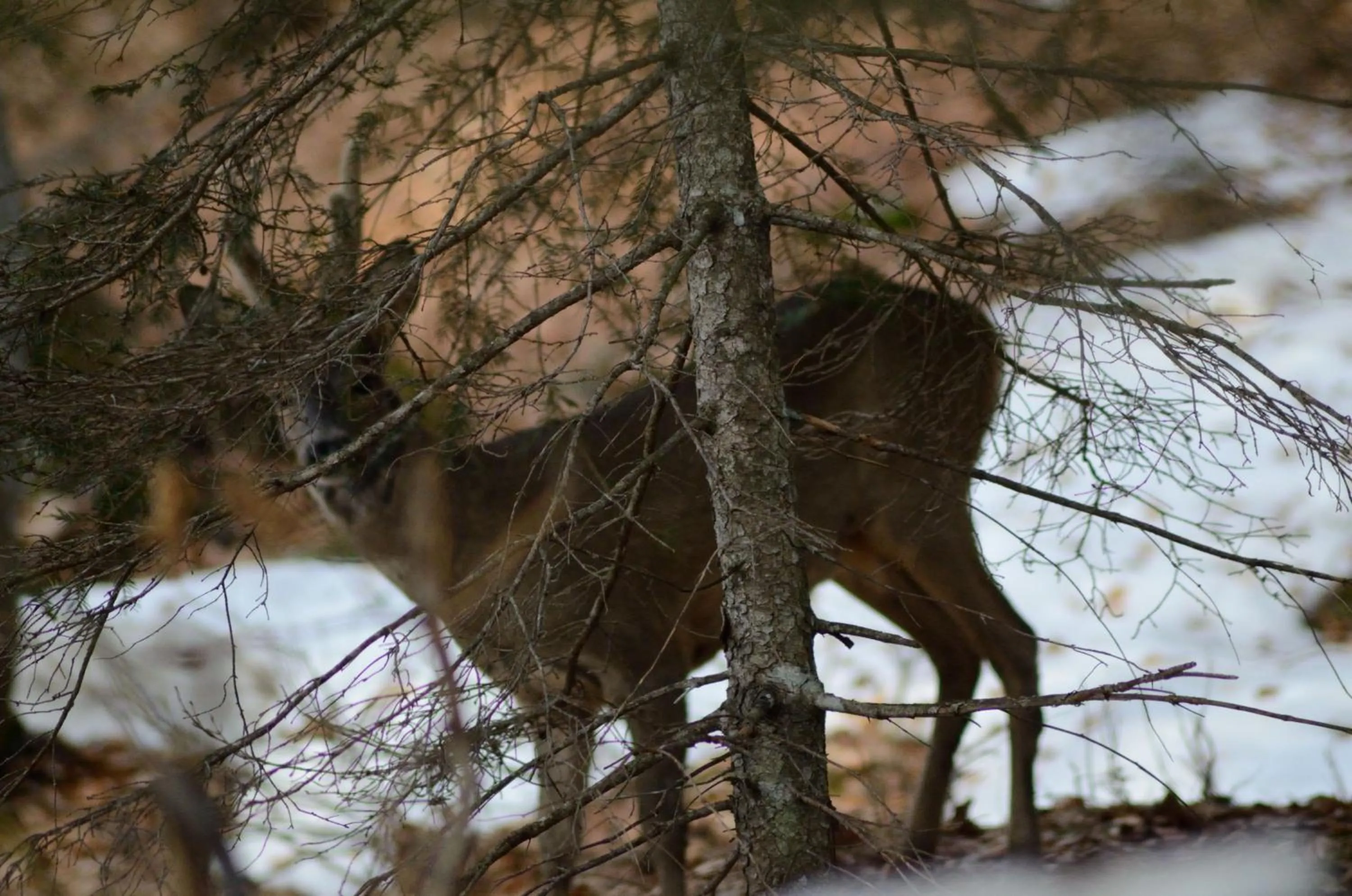 Animals in Al Trifoglio