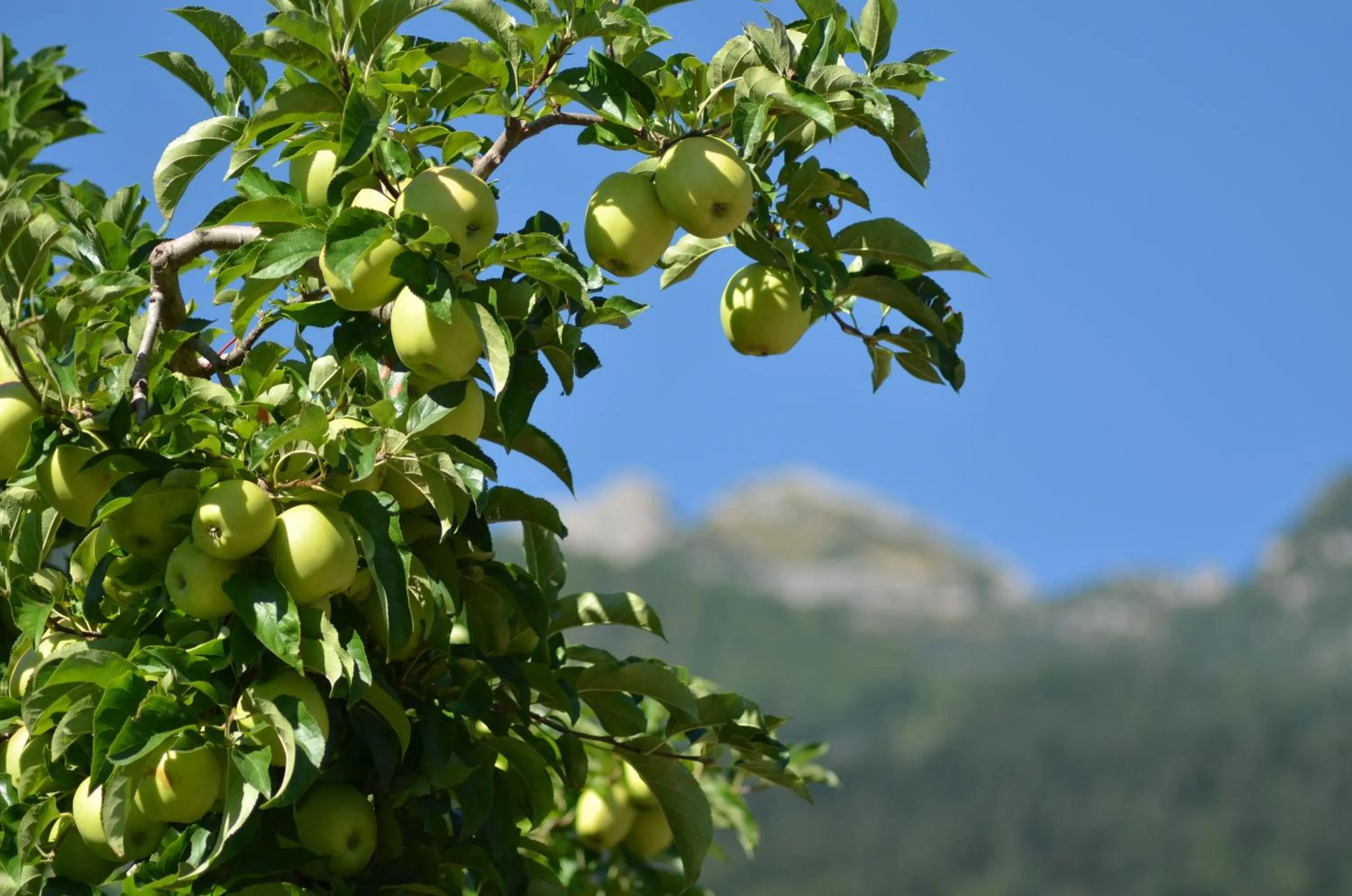 Mountain view in Al Trifoglio