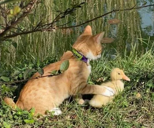 Rarumpelpunzeldornaschenwittchen