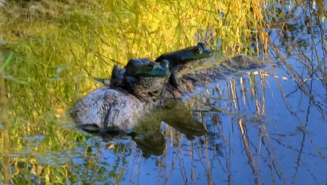 Rarumpelpunzeldornaschenwittchen