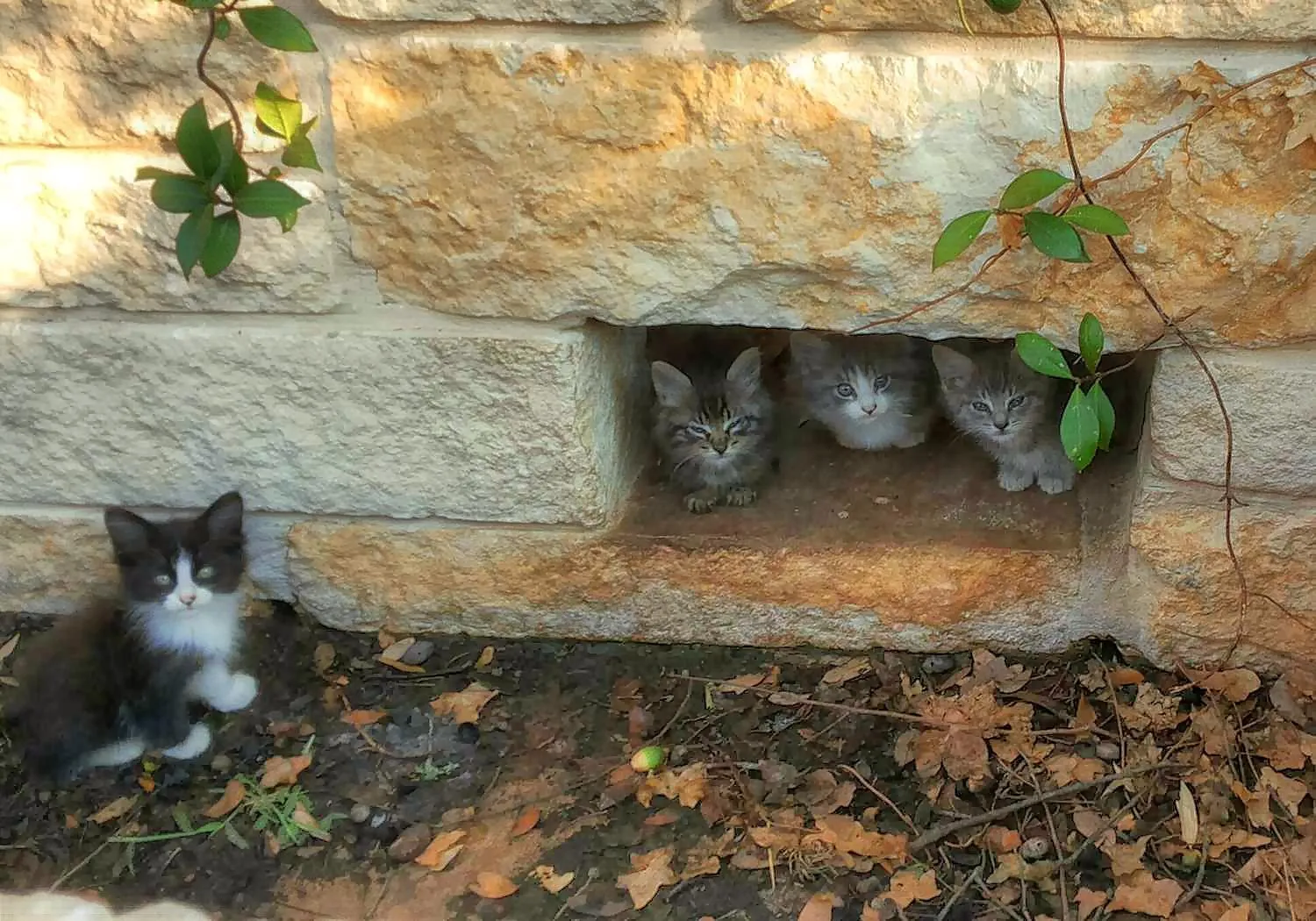 Rarumpelpunzeldornaschenwittchen