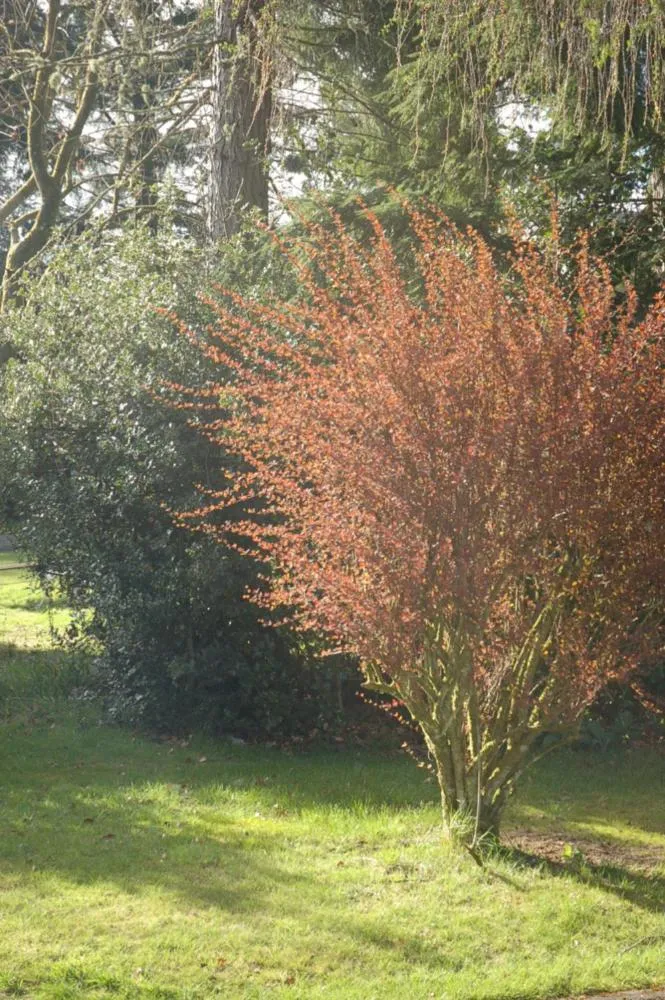 Garden in Lubnaig Guest House
