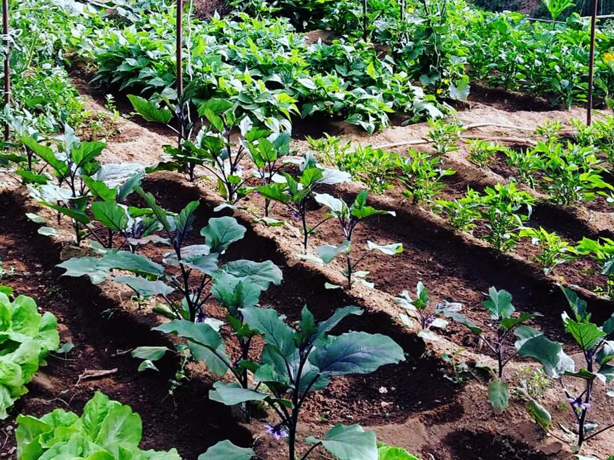 Garden in Cantina del Casale