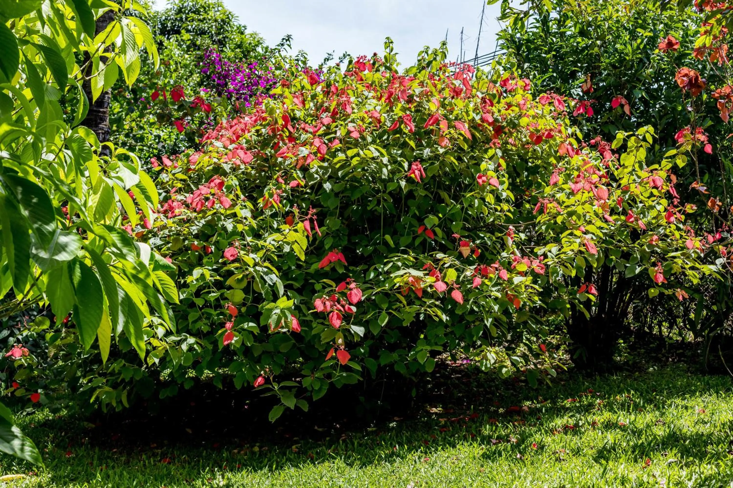 Garden in La Terraza Guest House B&B
