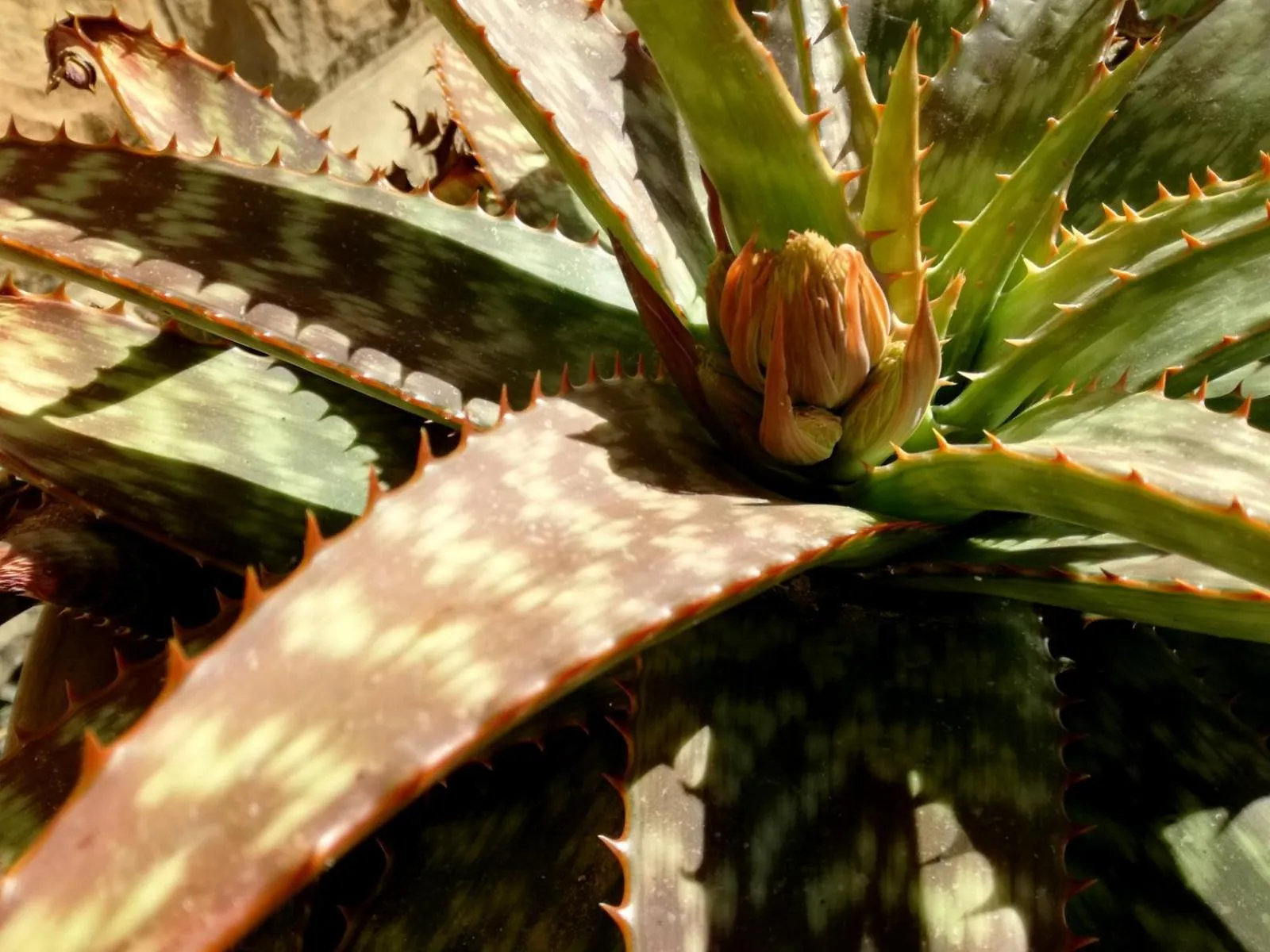 Garden view in Ladybrand Heritage House