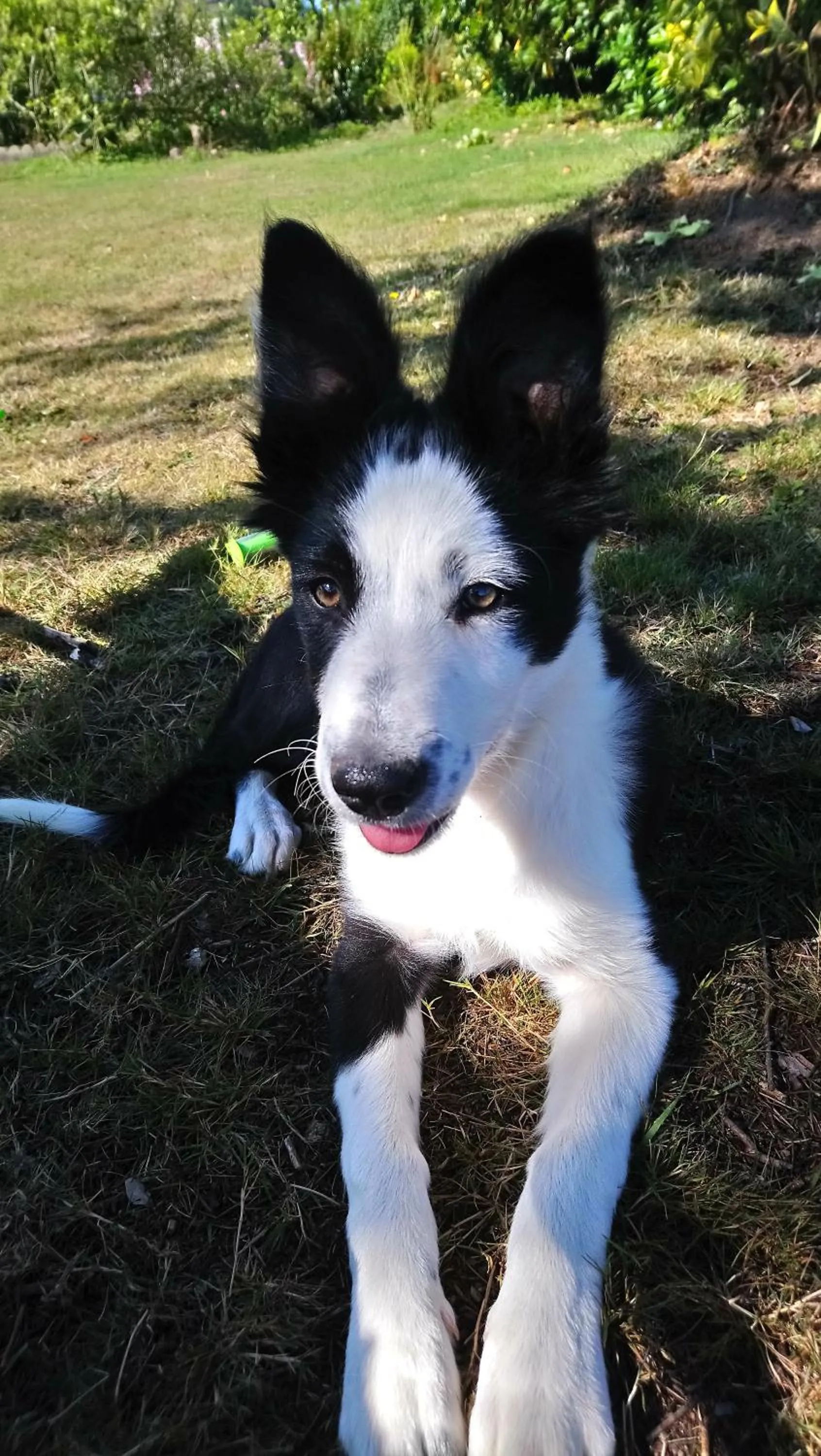 Pets in Ty Beg ar Grapenn