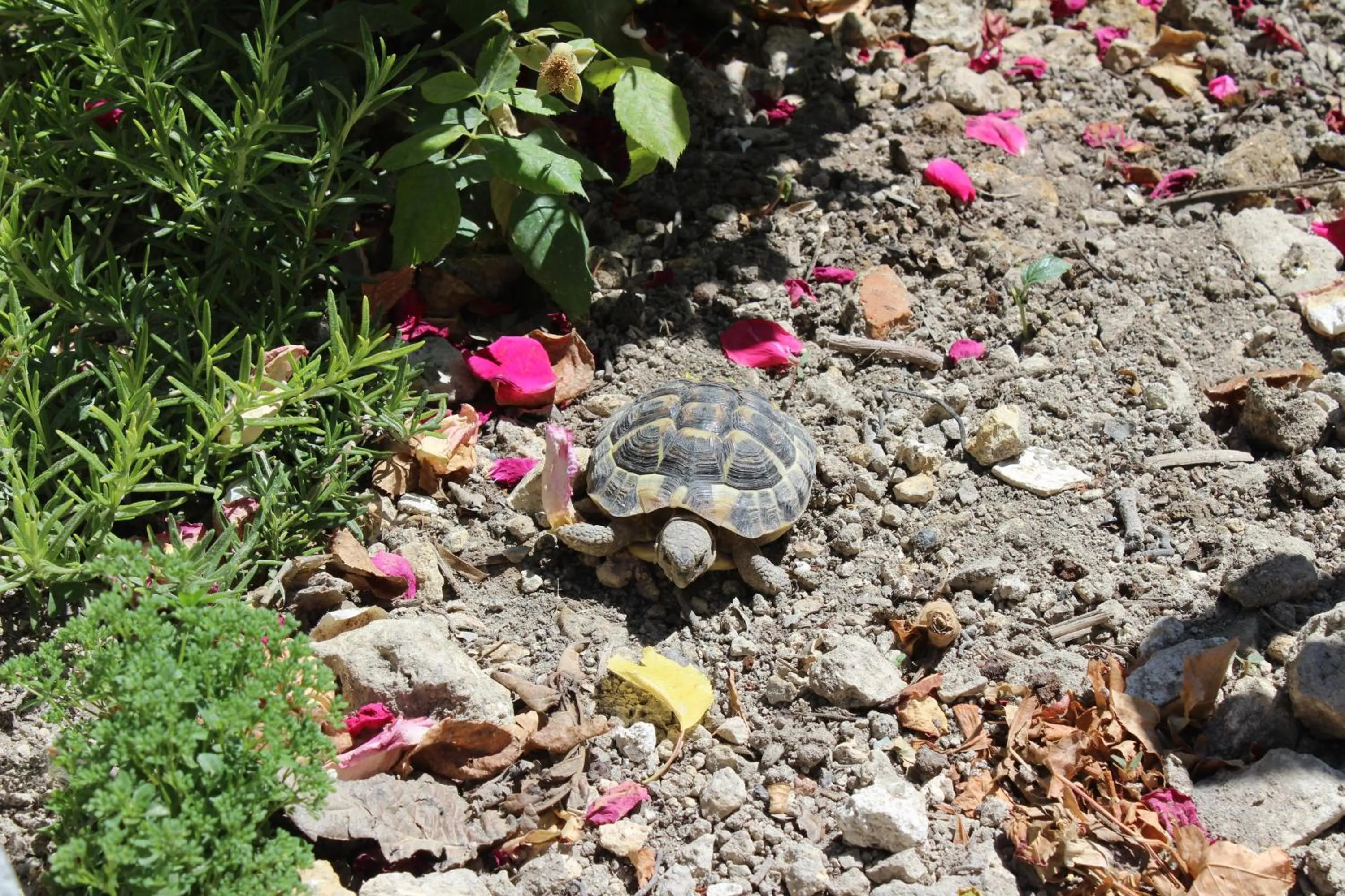 Garden in Al Qatta Bed & Breakfast