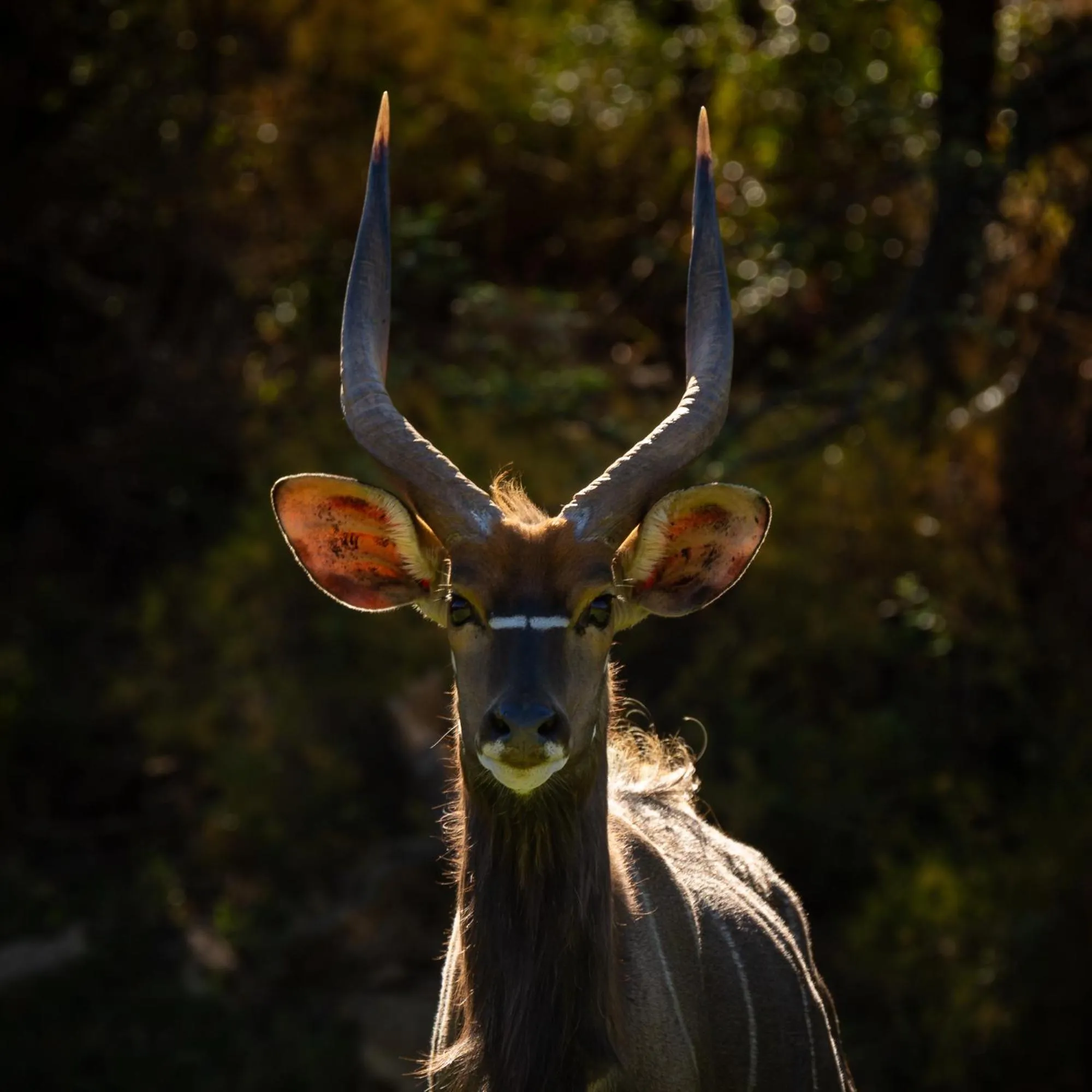 Animals in Wildehondekloof Game Lodge