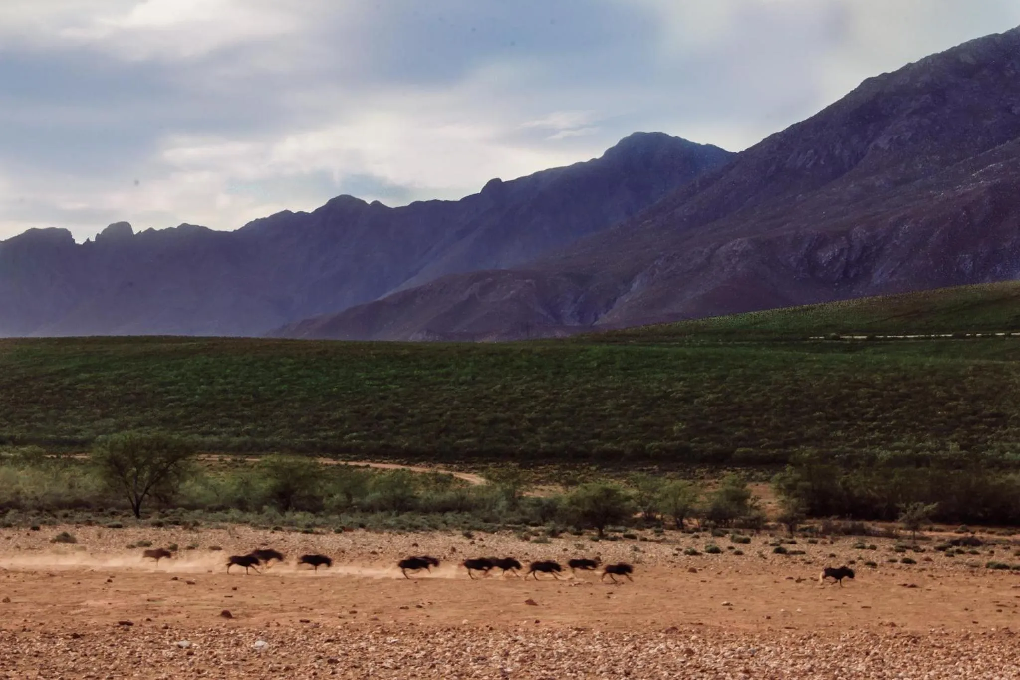 Animals in Wildehondekloof Game Lodge