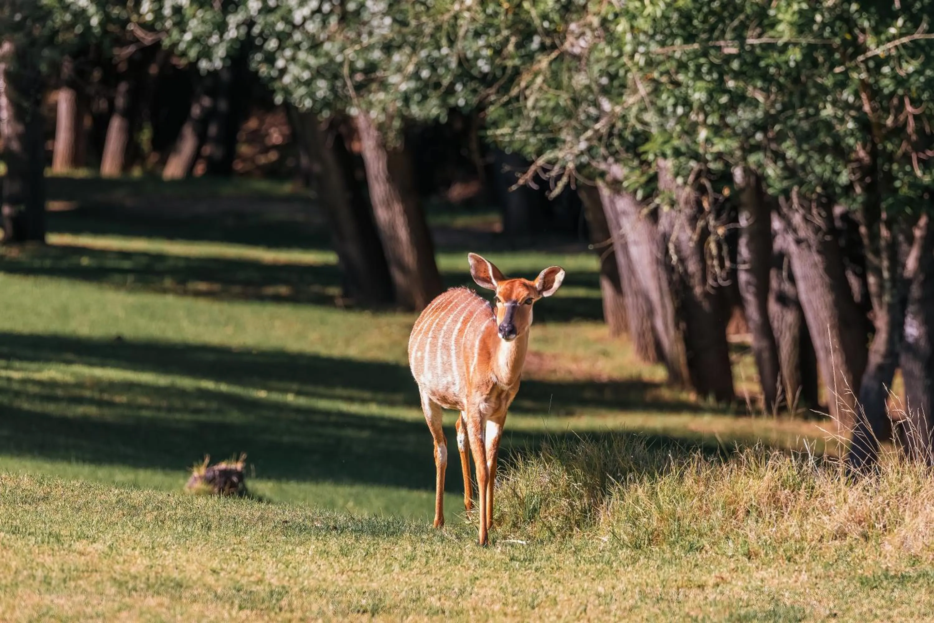 View (from property/room) in Wildehondekloof Game Lodge