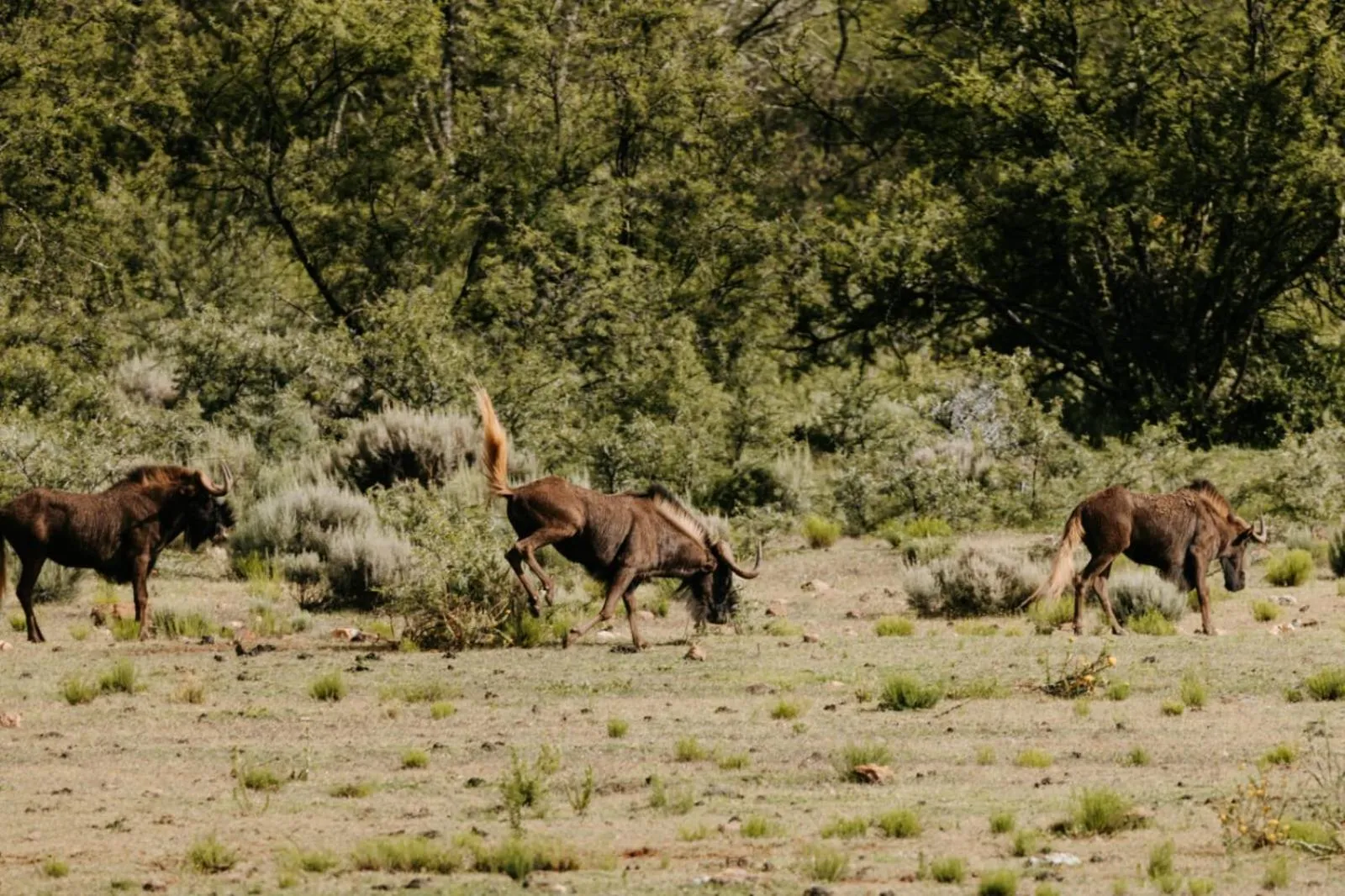 Animals in Wildehondekloof Game Lodge