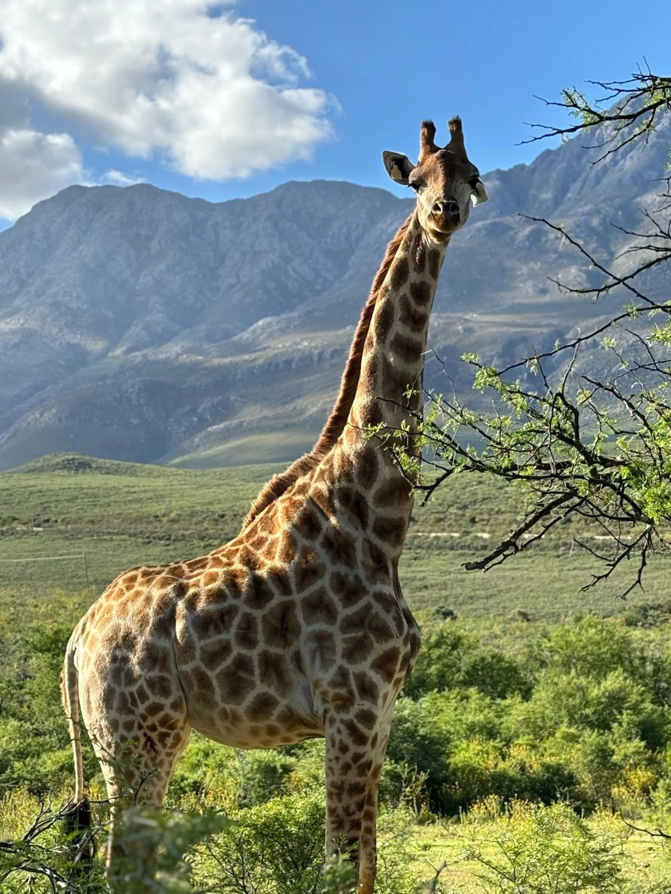 Animals in Wildehondekloof Game Lodge