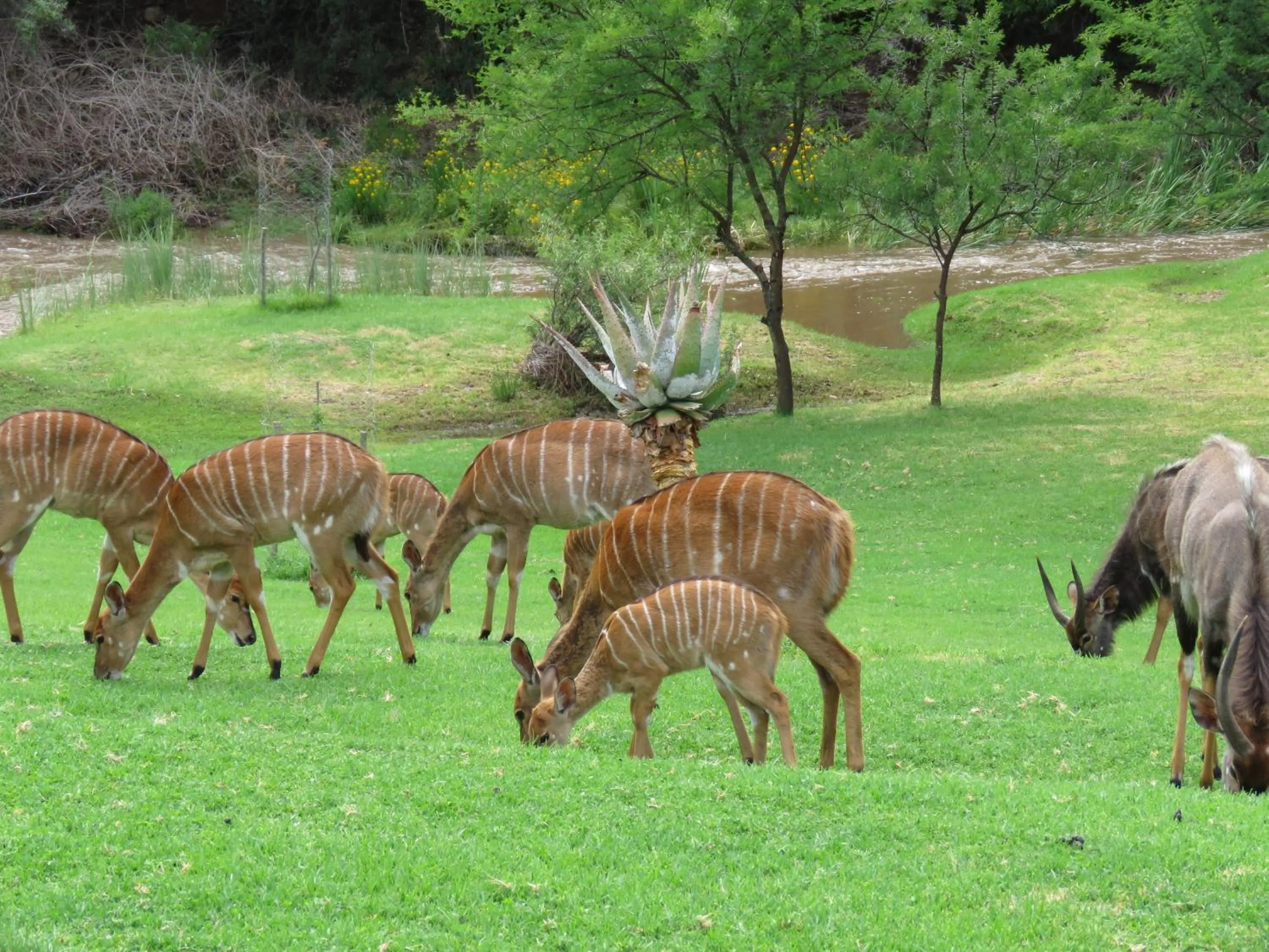 Animals in Wildehondekloof Game Lodge
