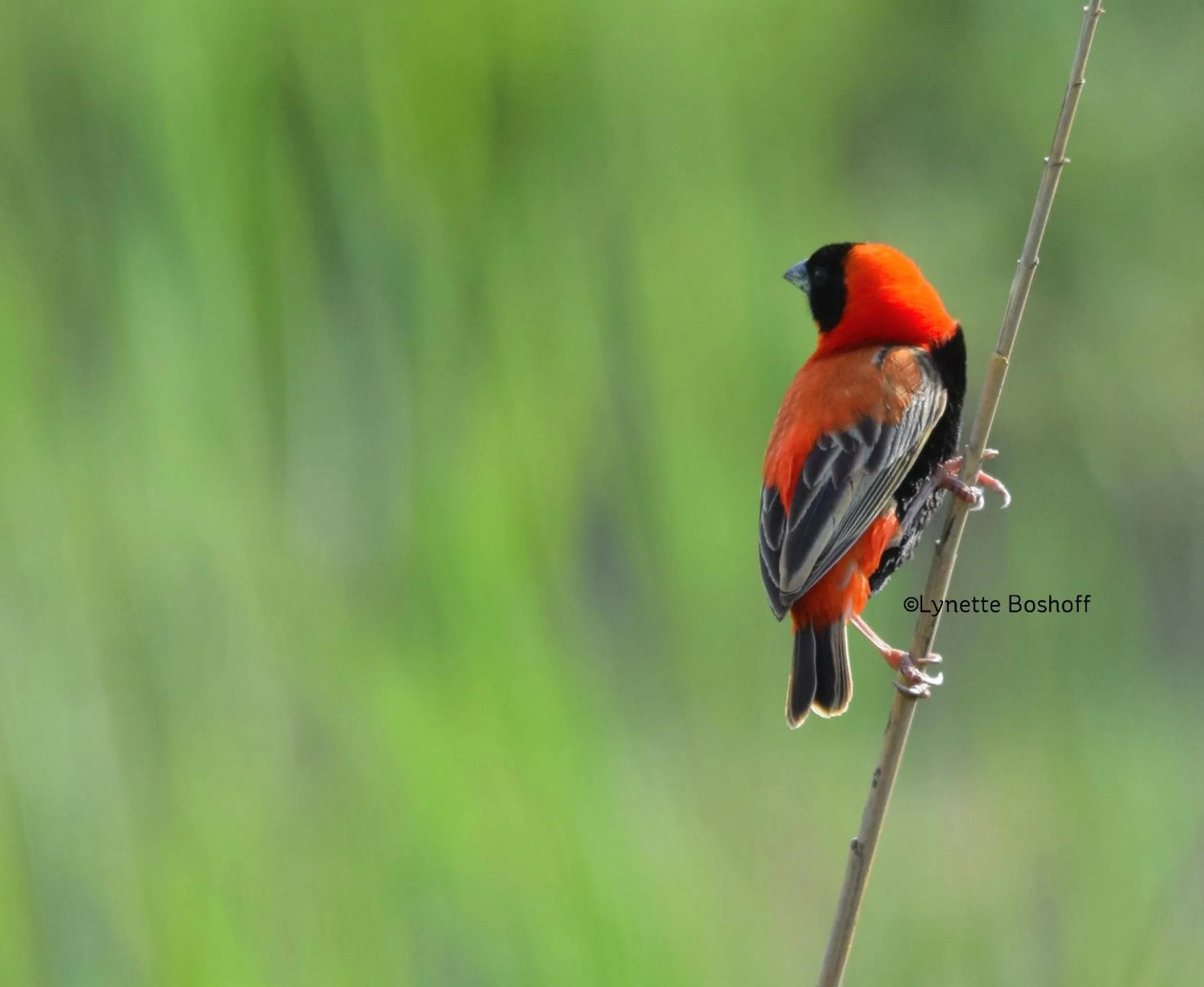 Bird's eye view in Wildehondekloof Game Lodge