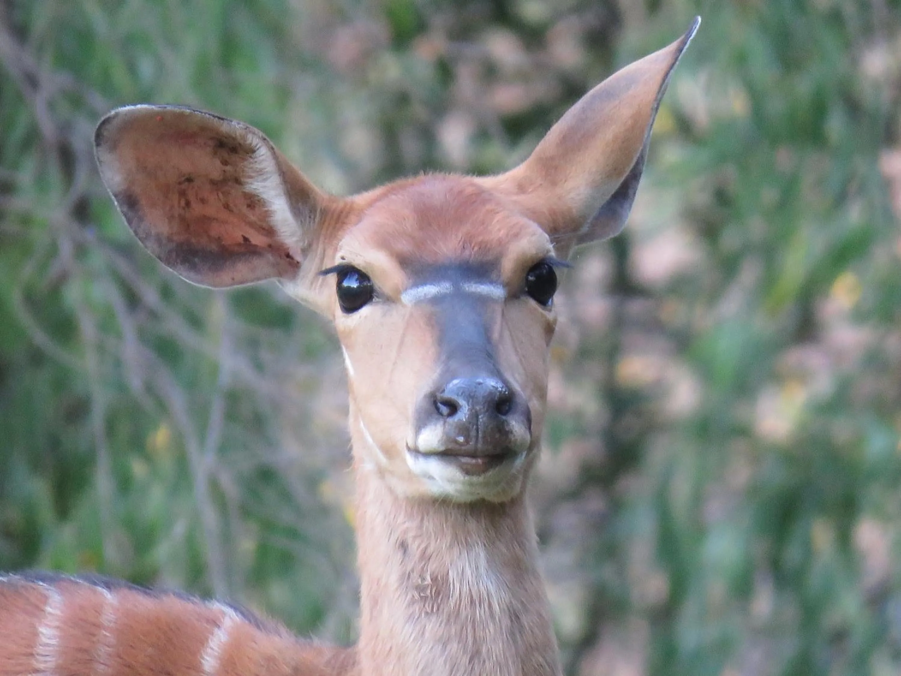 View (from property/room) in Wildehondekloof Game Lodge