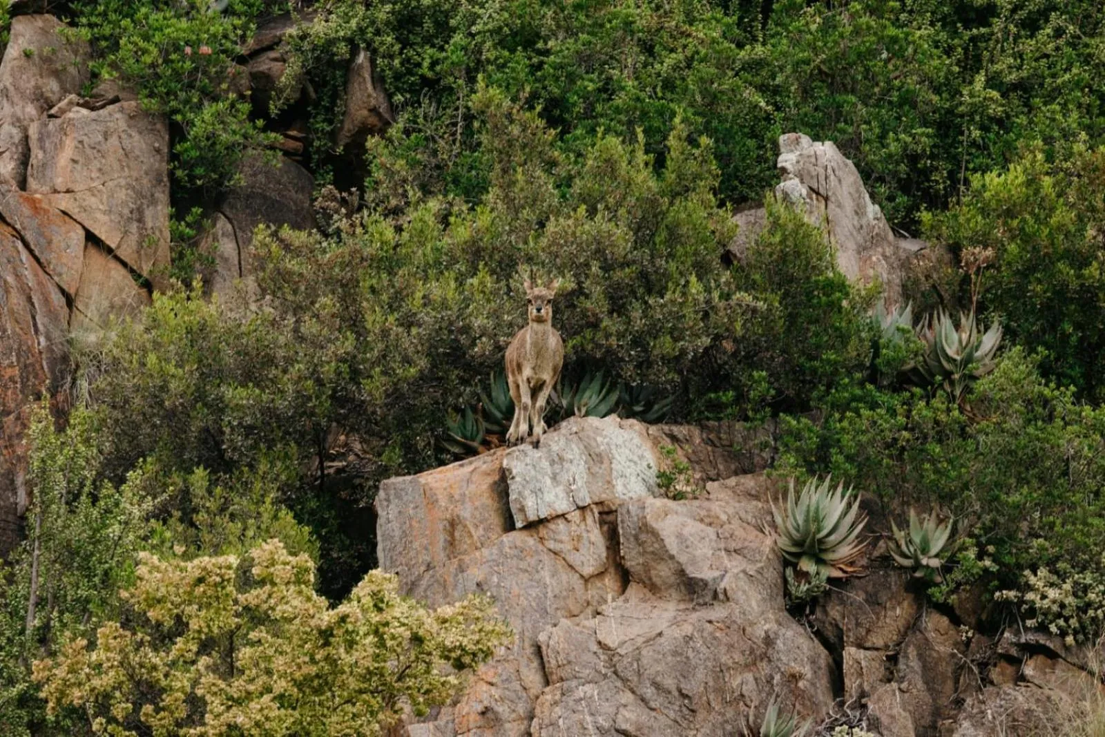 Animals in Wildehondekloof Game Lodge