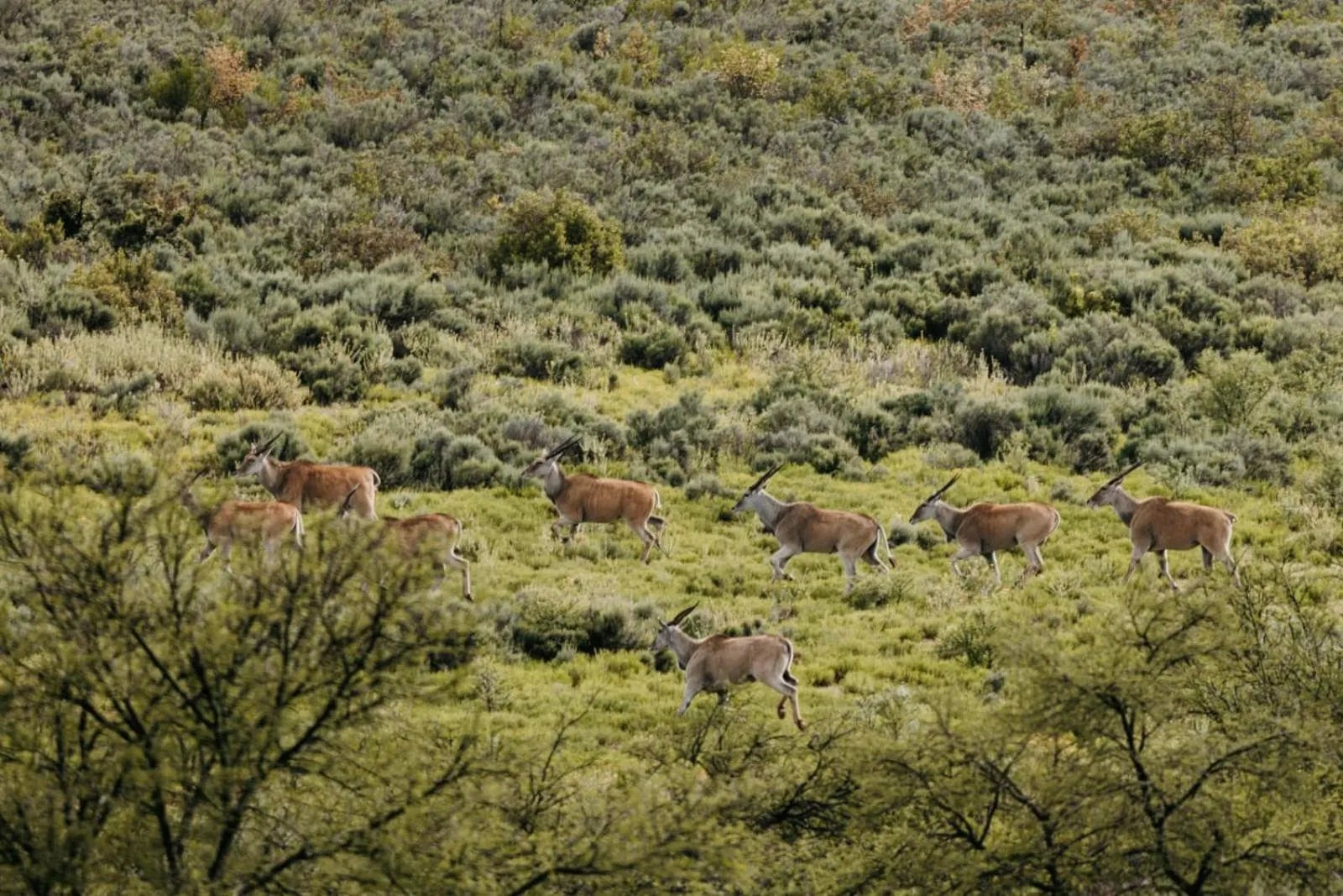 Animals in Wildehondekloof Game Lodge
