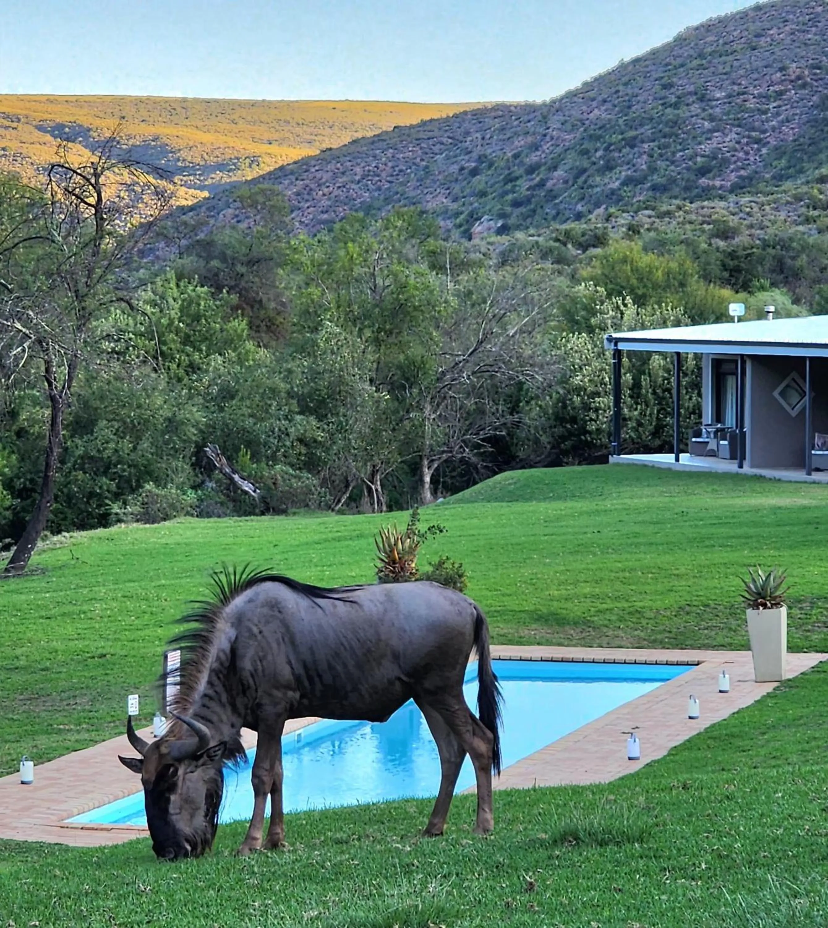 View (from property/room) in Wildehondekloof Game Lodge