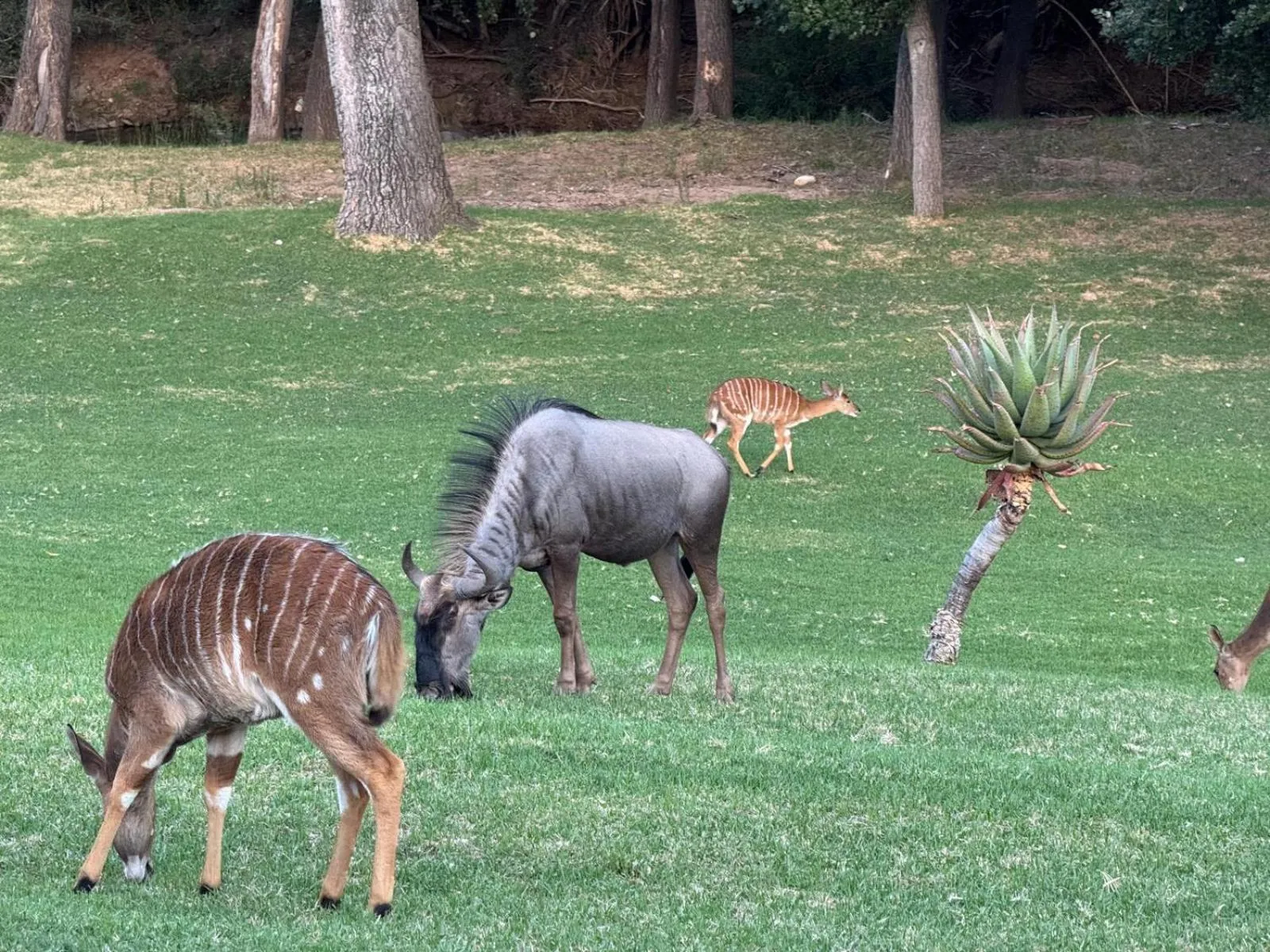 View (from property/room) in Wildehondekloof Game Lodge