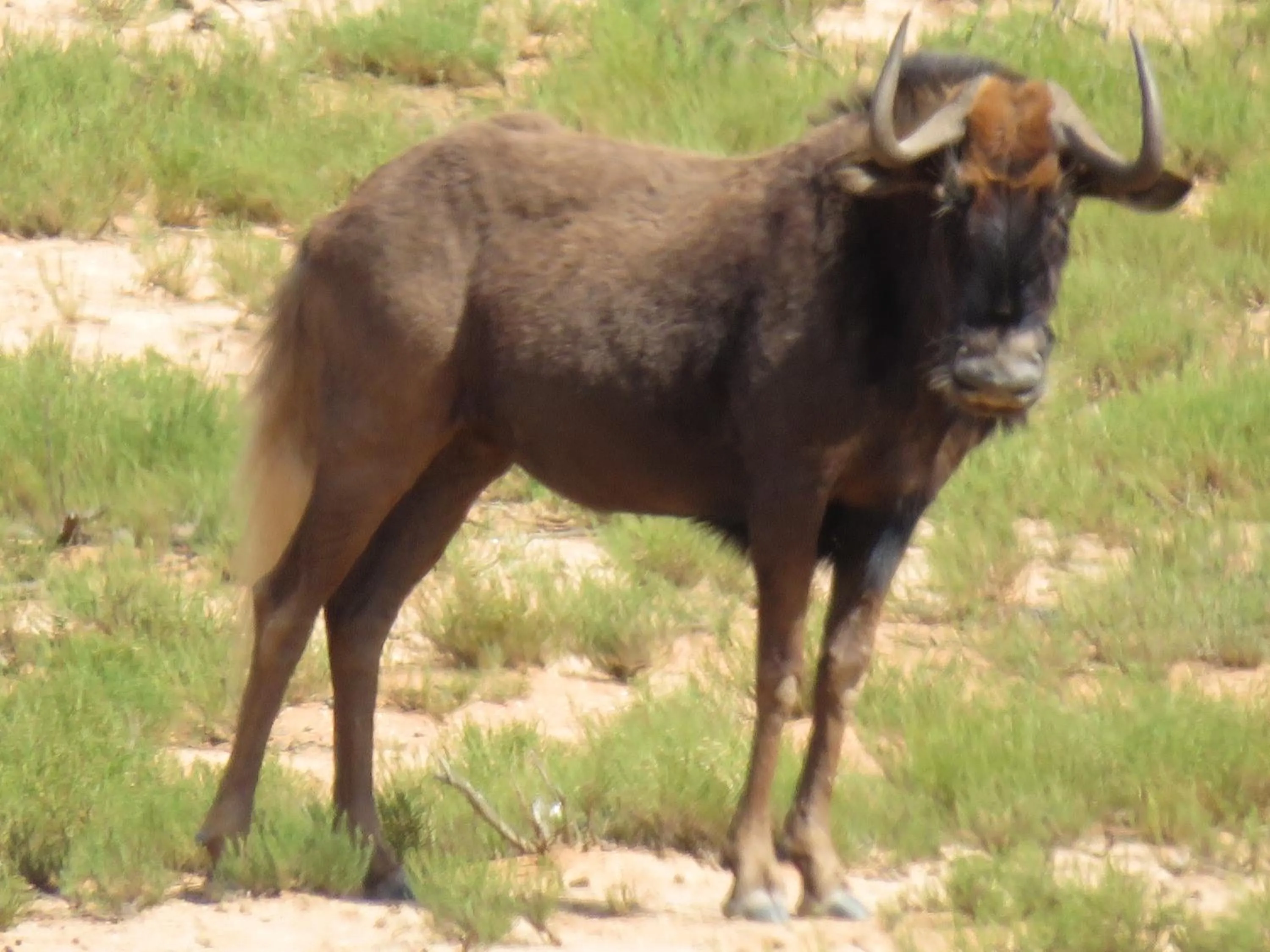 Animals in Wildehondekloof Game Lodge