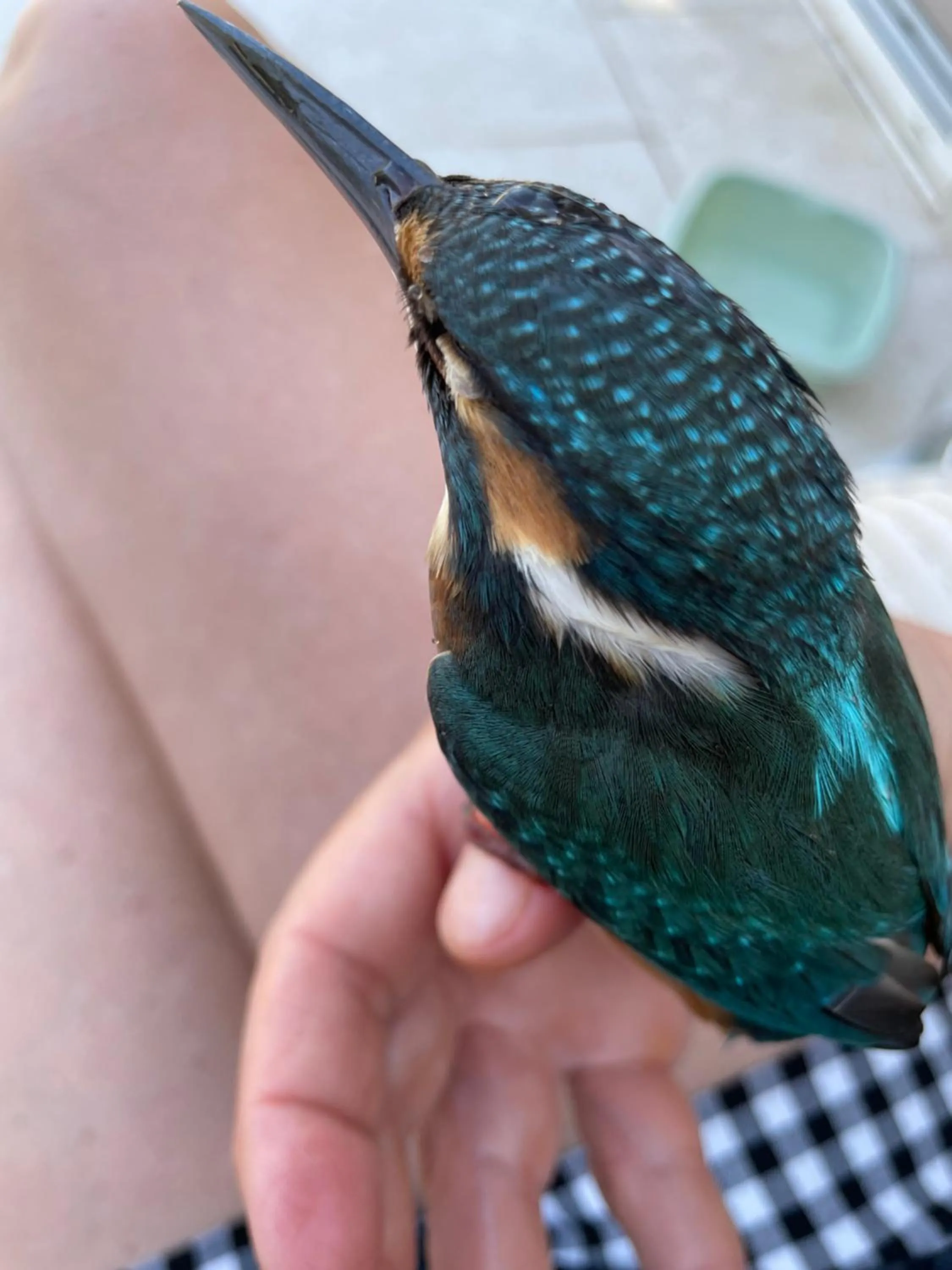 Natural landscape in Le Jardin de LaCoste