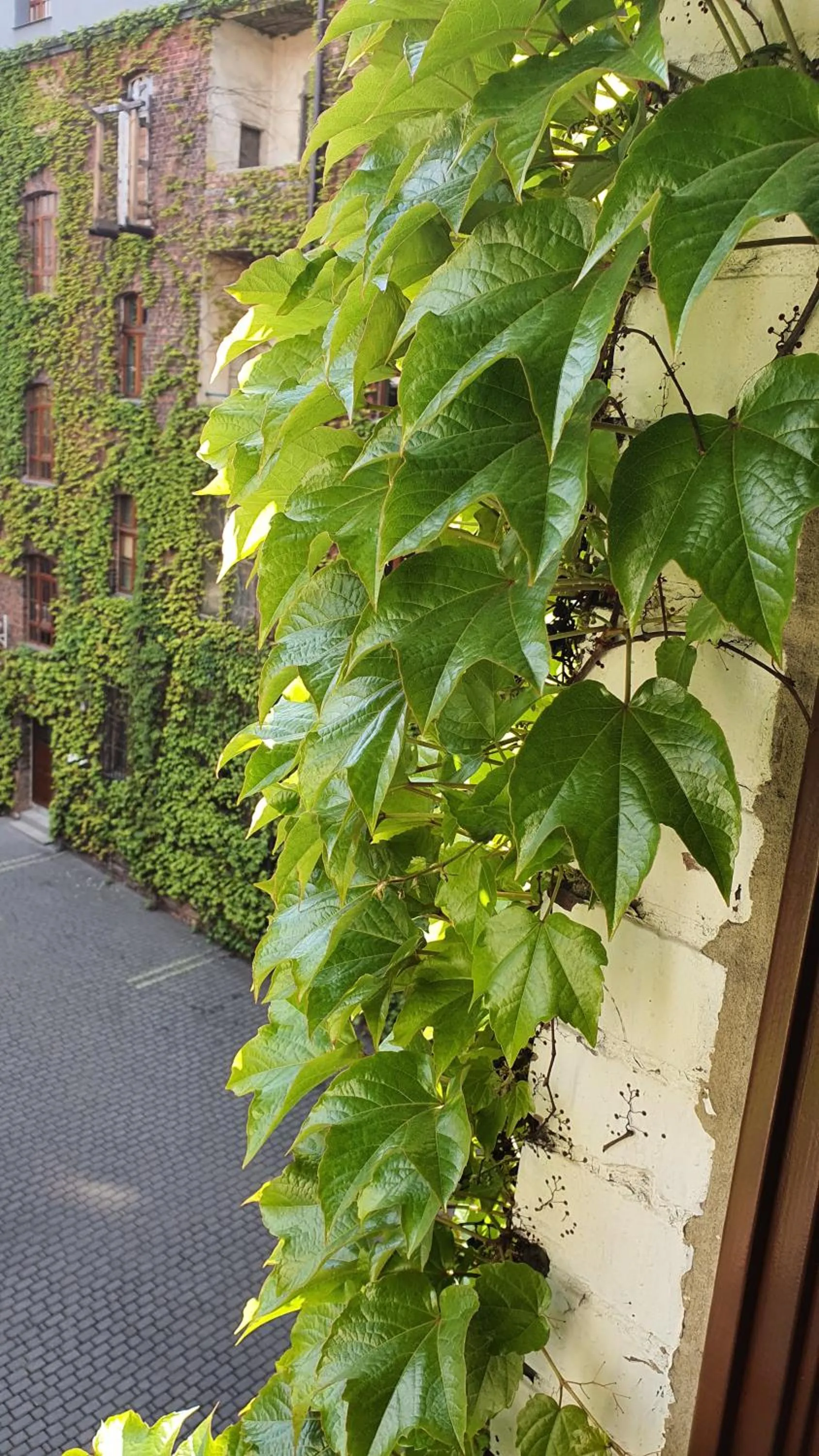 Inner courtyard view in Aparthotel Hornigold "W Zielonej Kamienicy"