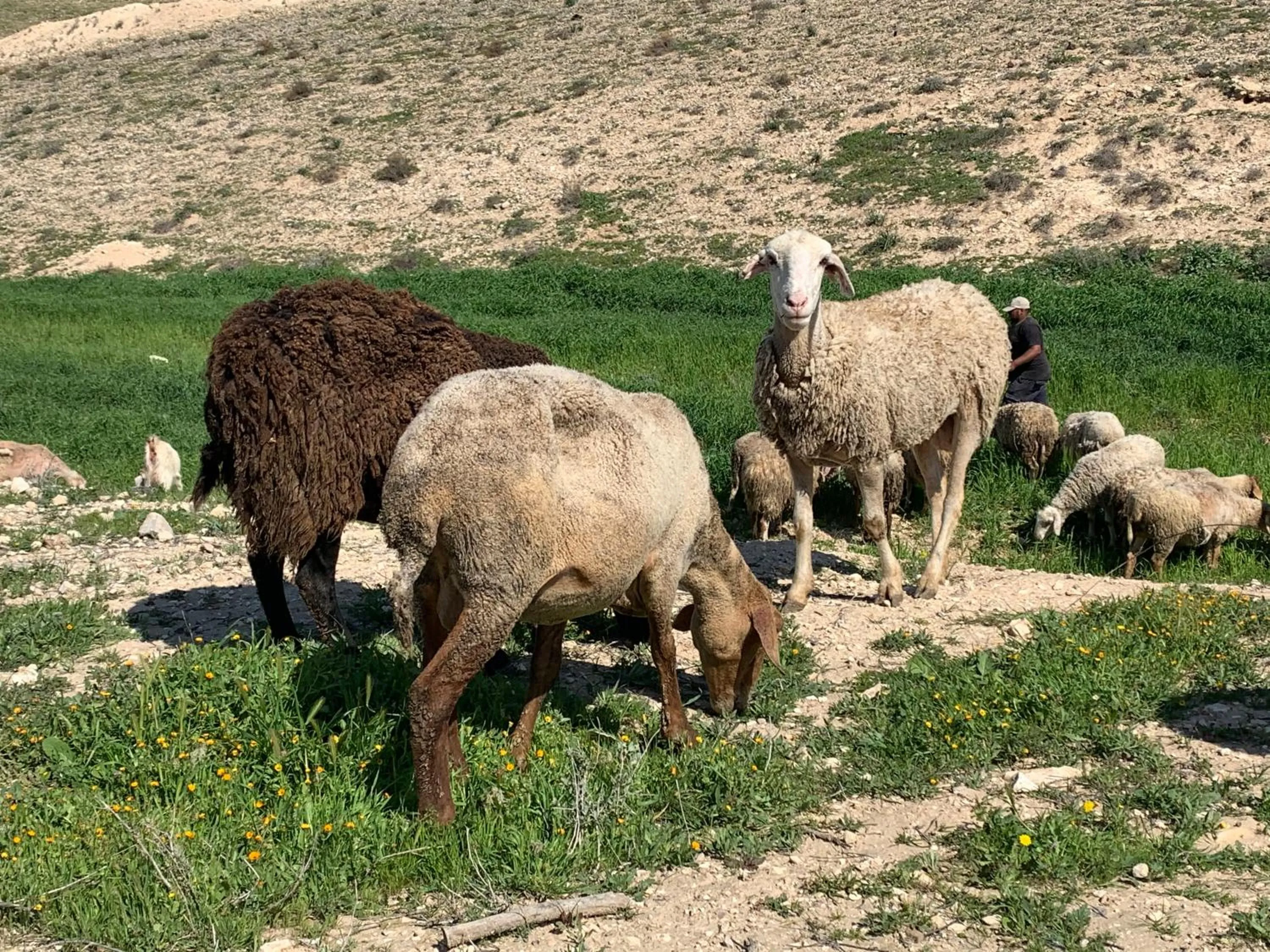 Hiking in Khan Alsira - חאן אלסרה