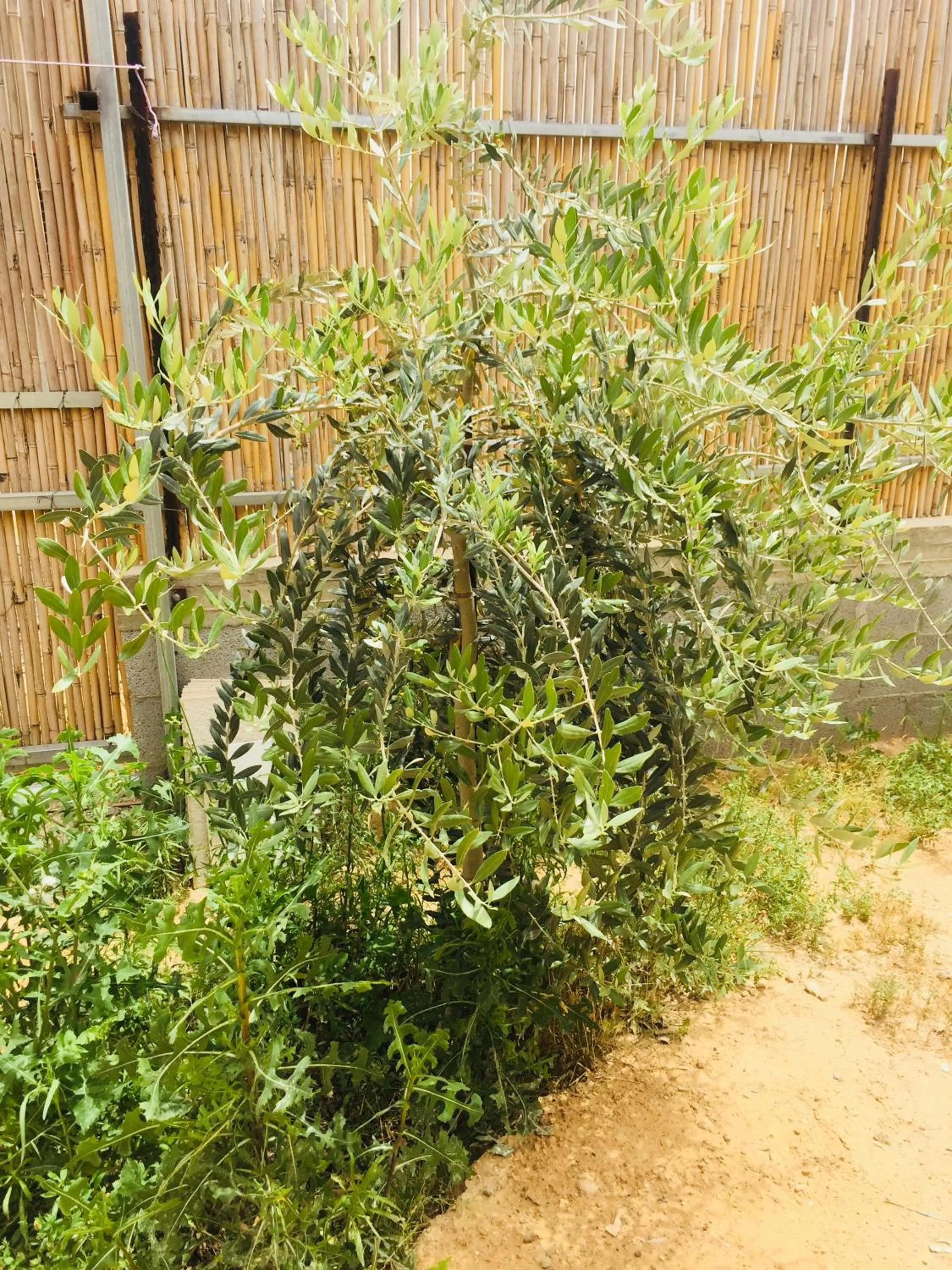 Garden in Khan Alsira - חאן אלסרה