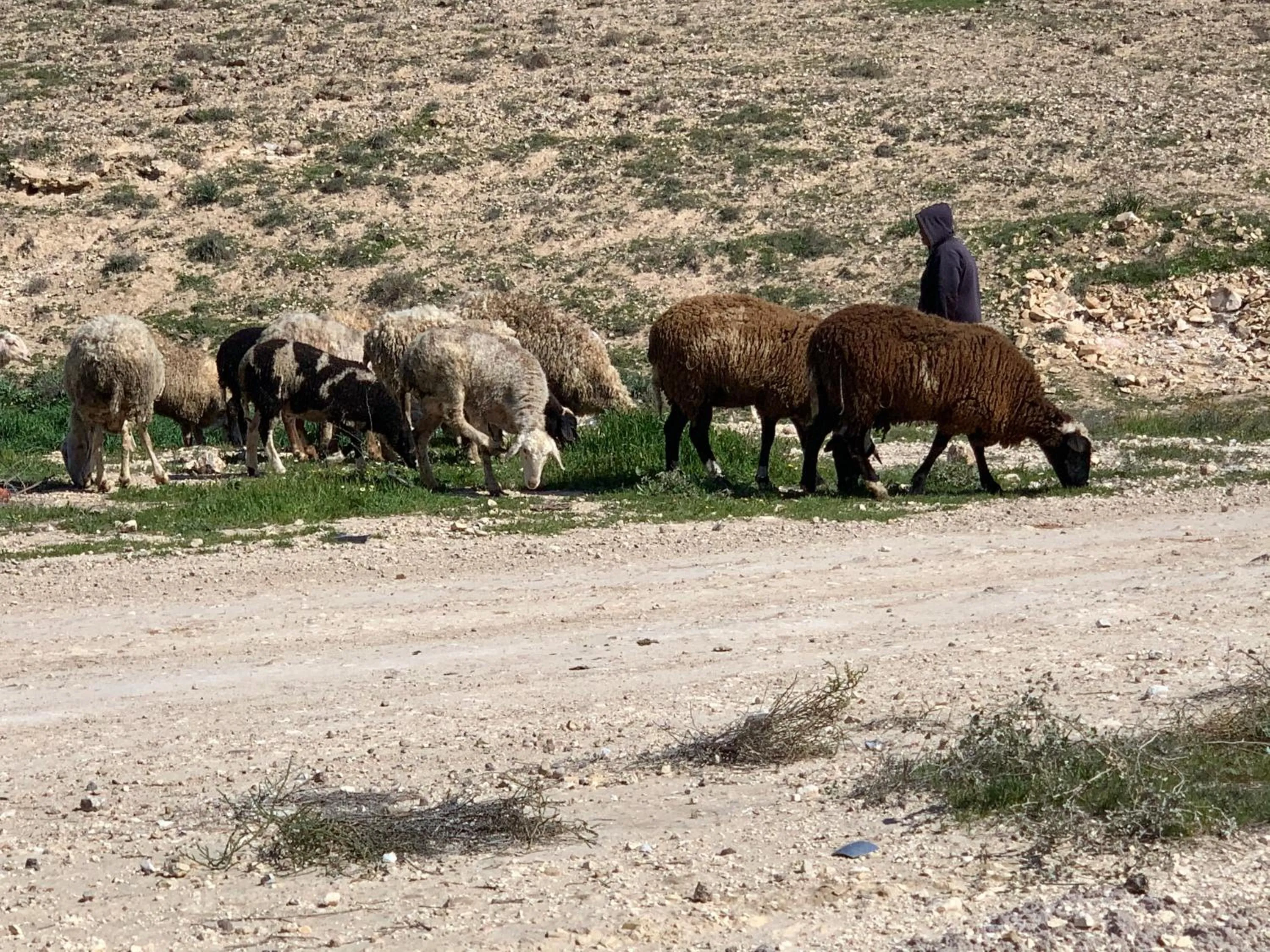 Hiking in Khan Alsira - חאן אלסרה