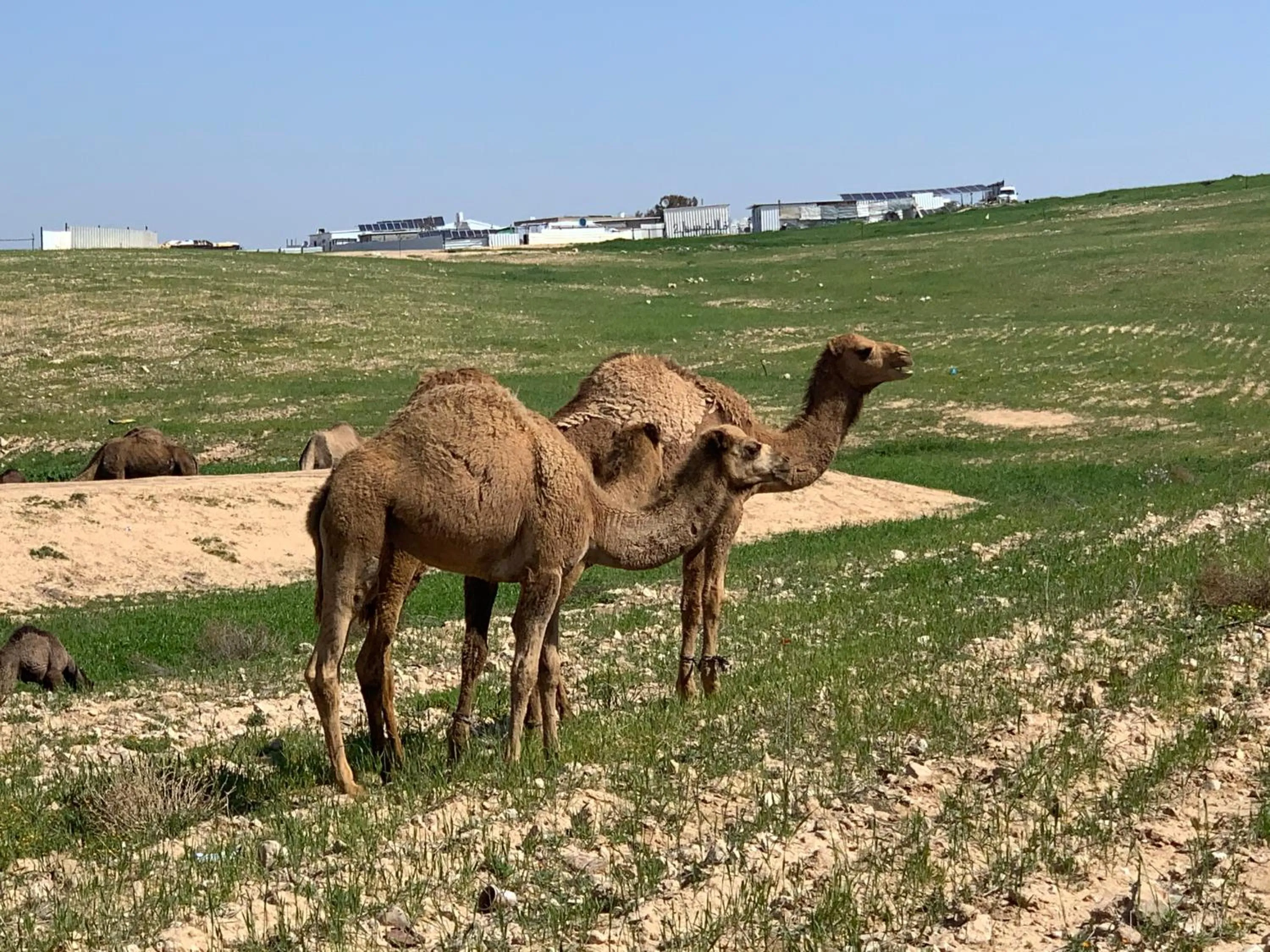 Hiking in Khan Alsira - חאן אלסרה