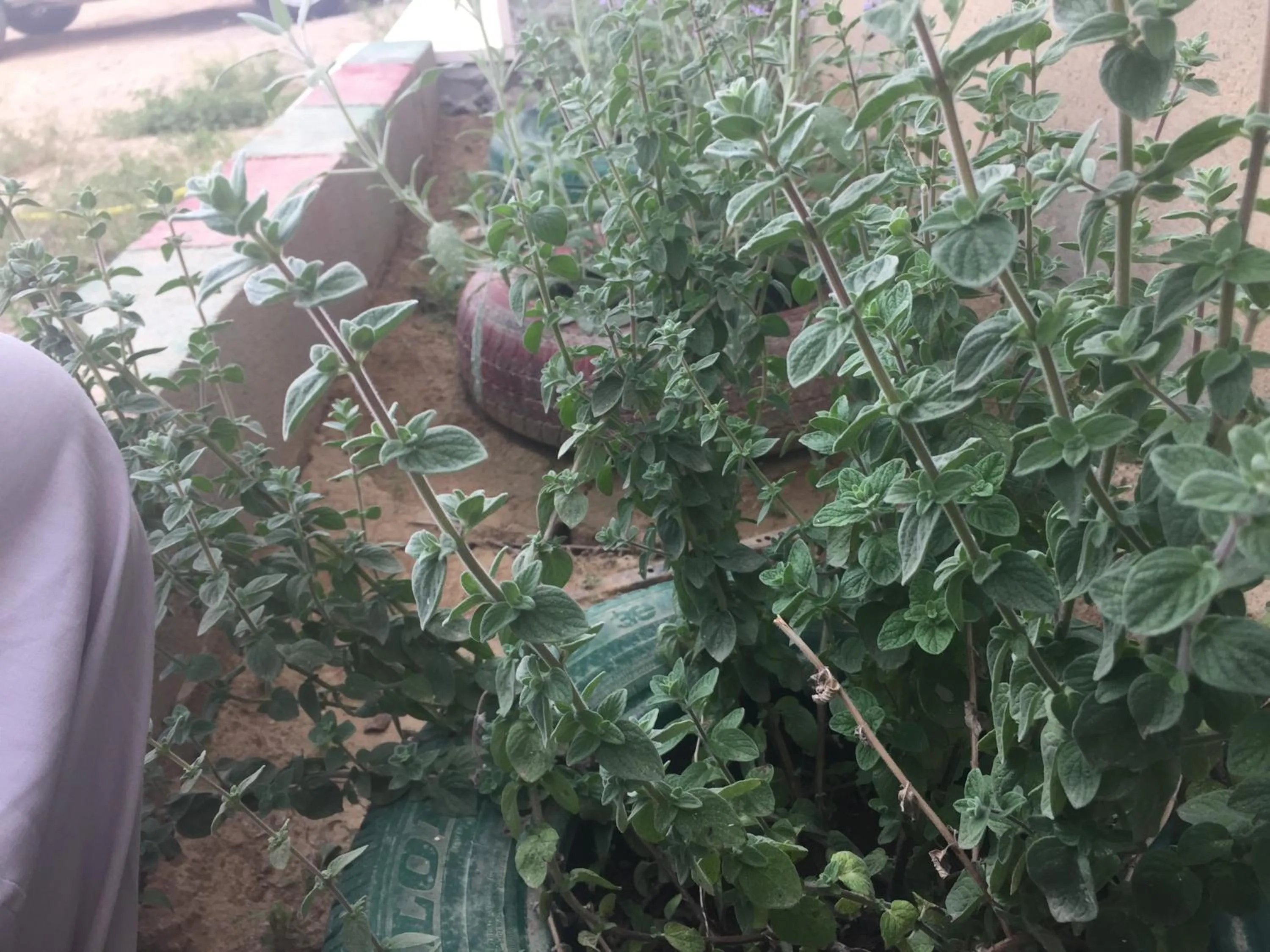 Garden in Khan Alsira - חאן אלסרה