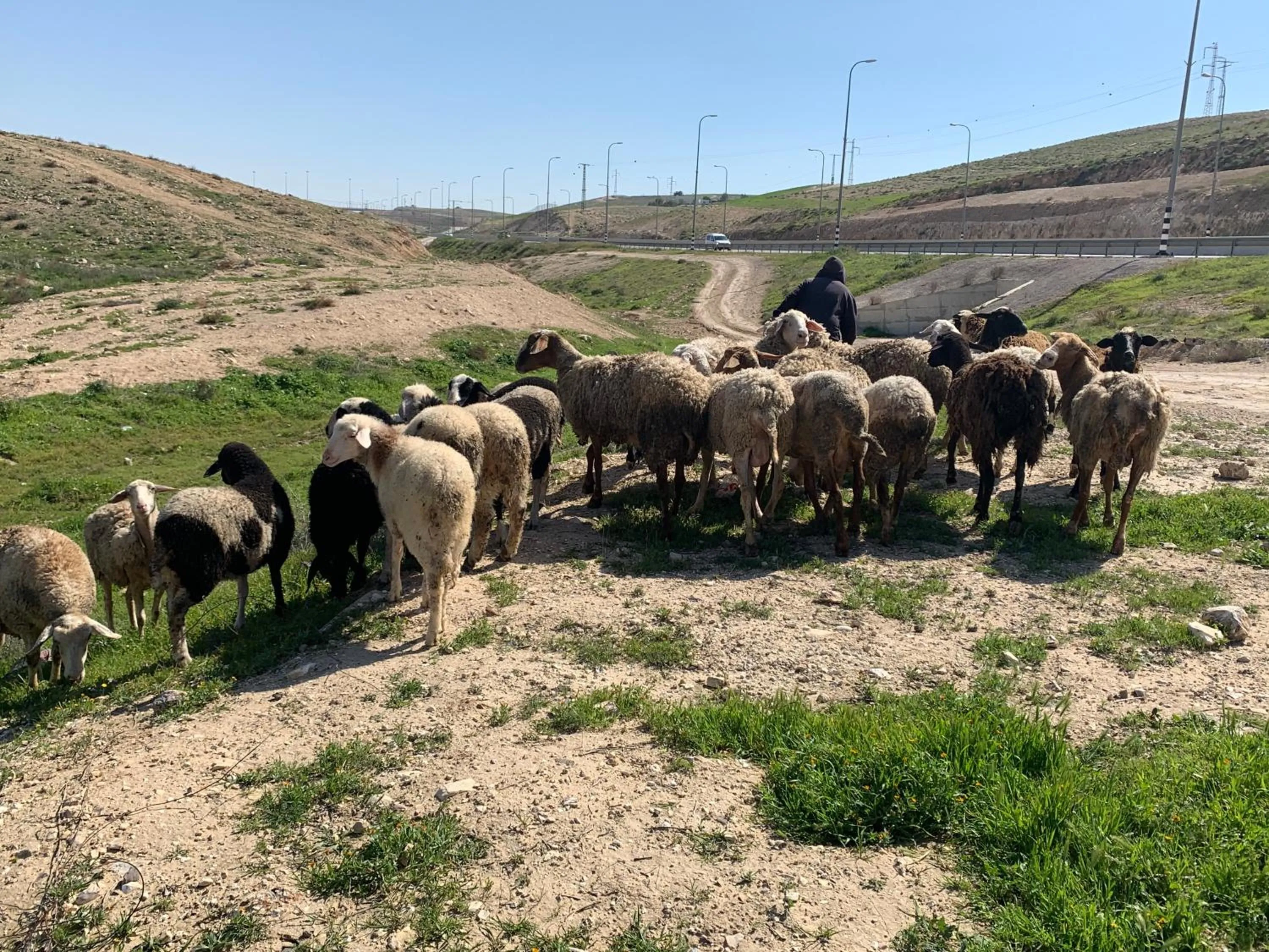 Animals in Khan Alsira - חאן אלסרה