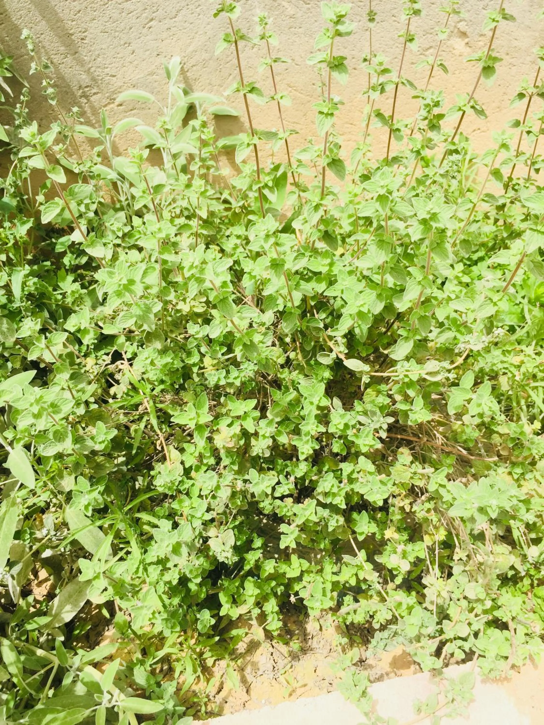 Garden in Khan Alsira - חאן אלסרה