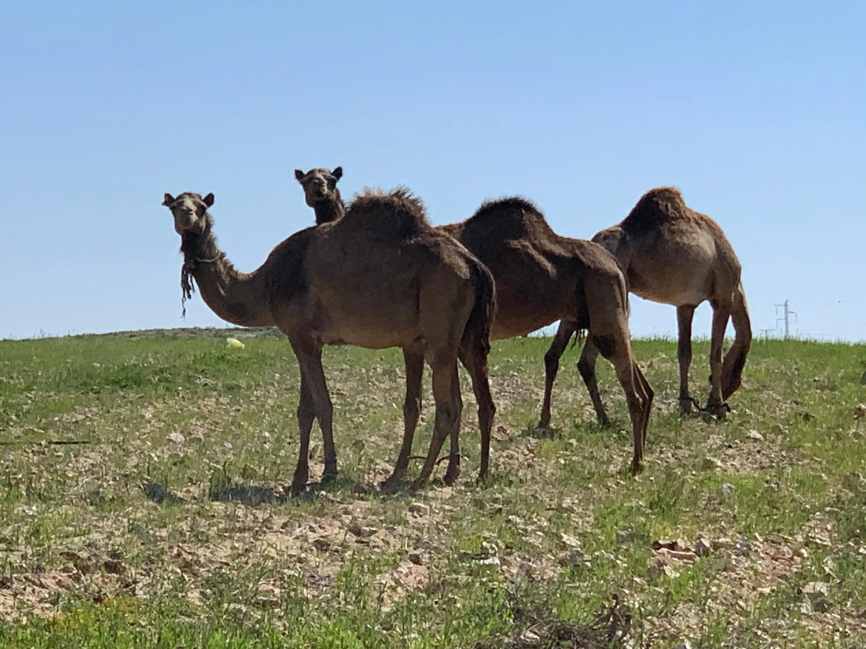 Animals in Khan Alsira - חאן אלסרה