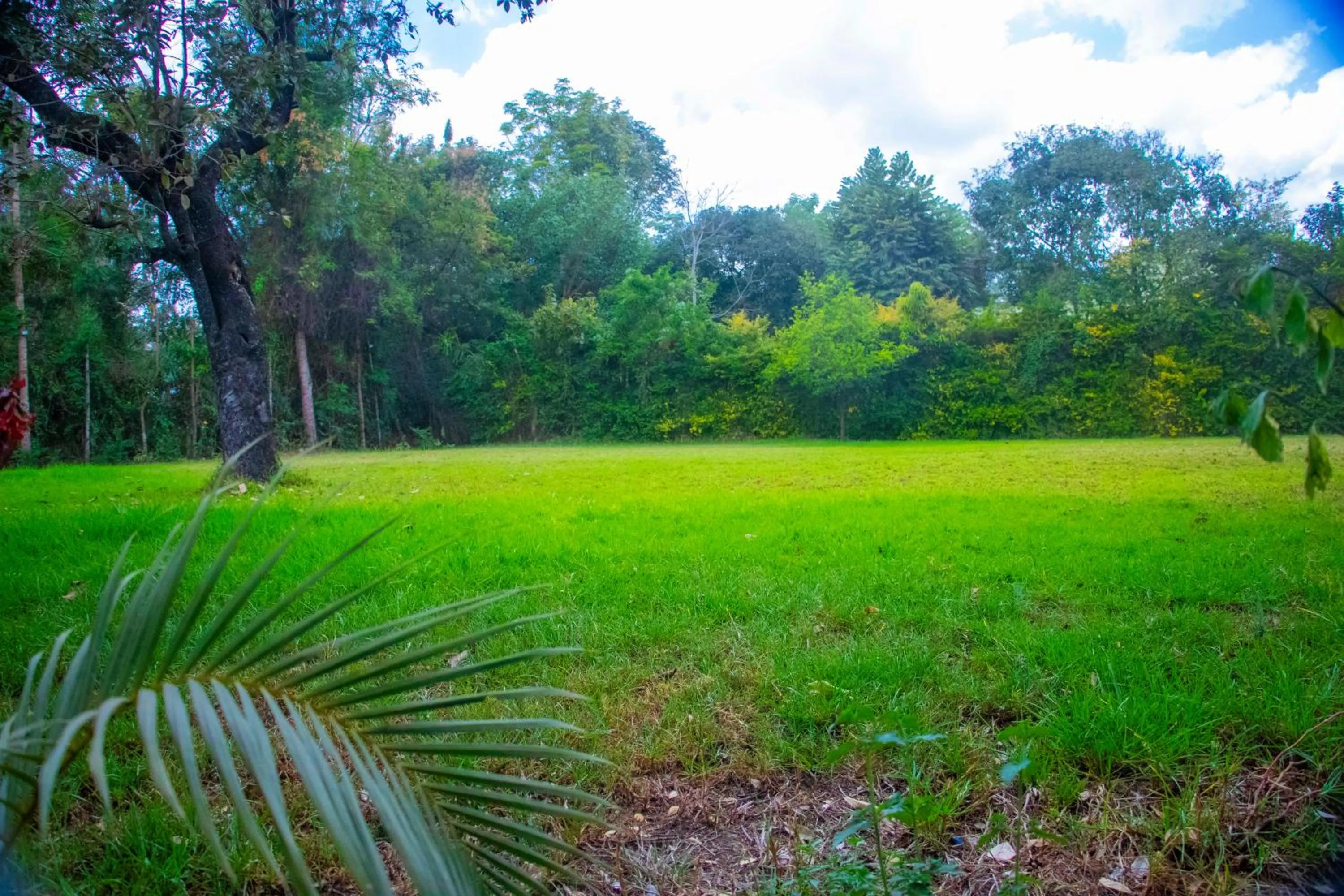 Spring in Endasawa Tree Lodge