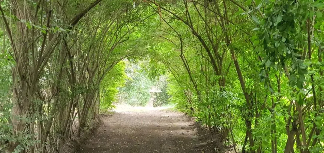 Garden in Endasawa Tree Lodge
