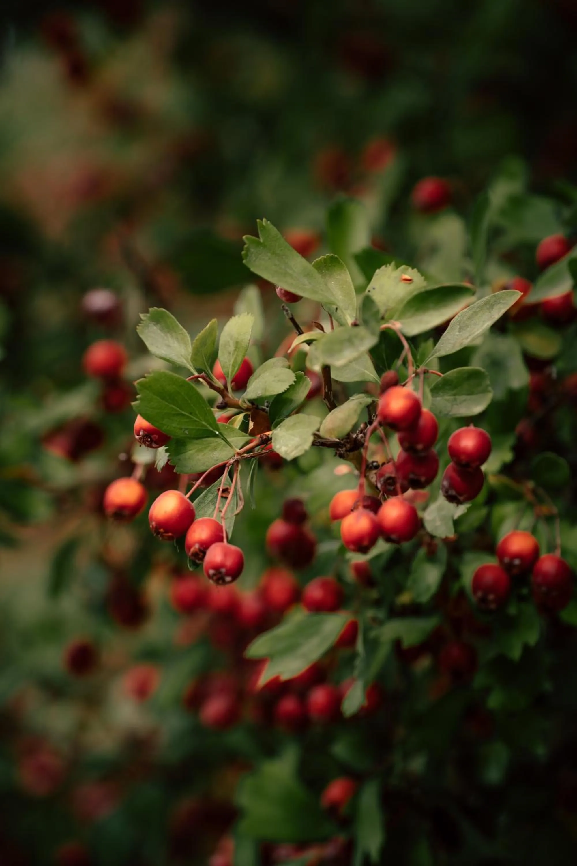 Natural landscape in Hotel El Tesoro de Elqui