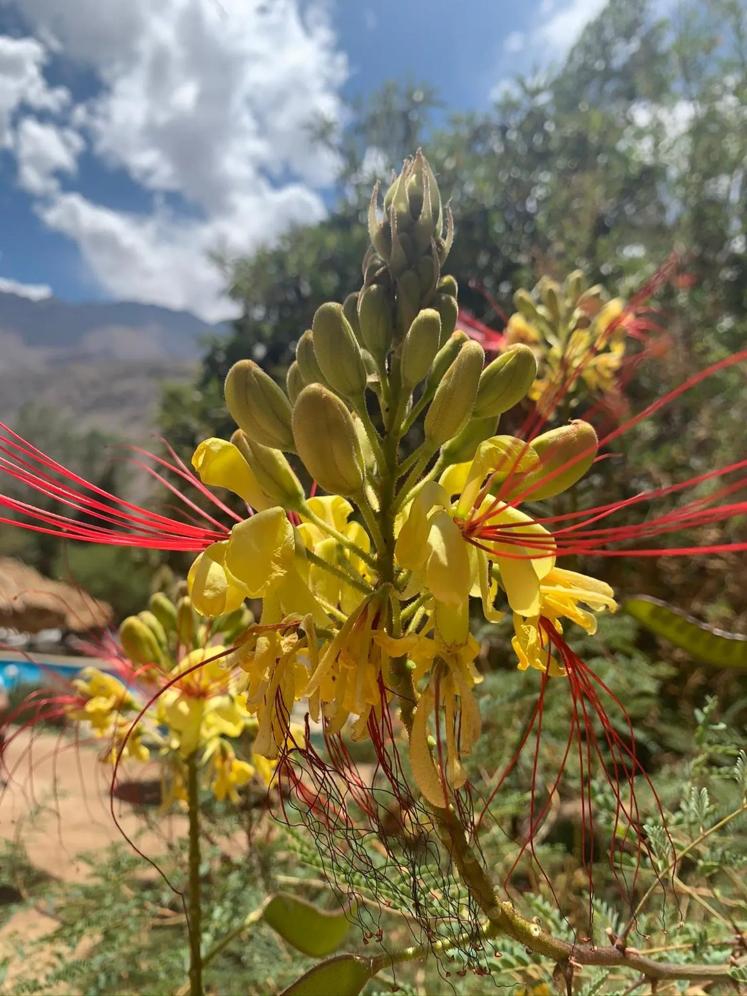 Garden in Hotel El Tesoro de Elqui