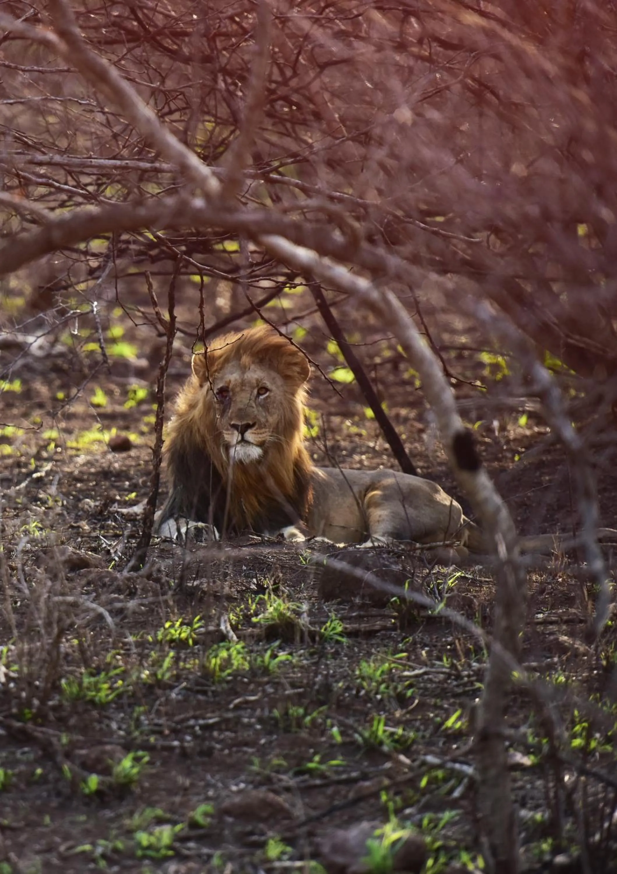 Animals in Bayala Private Safari Lodges
