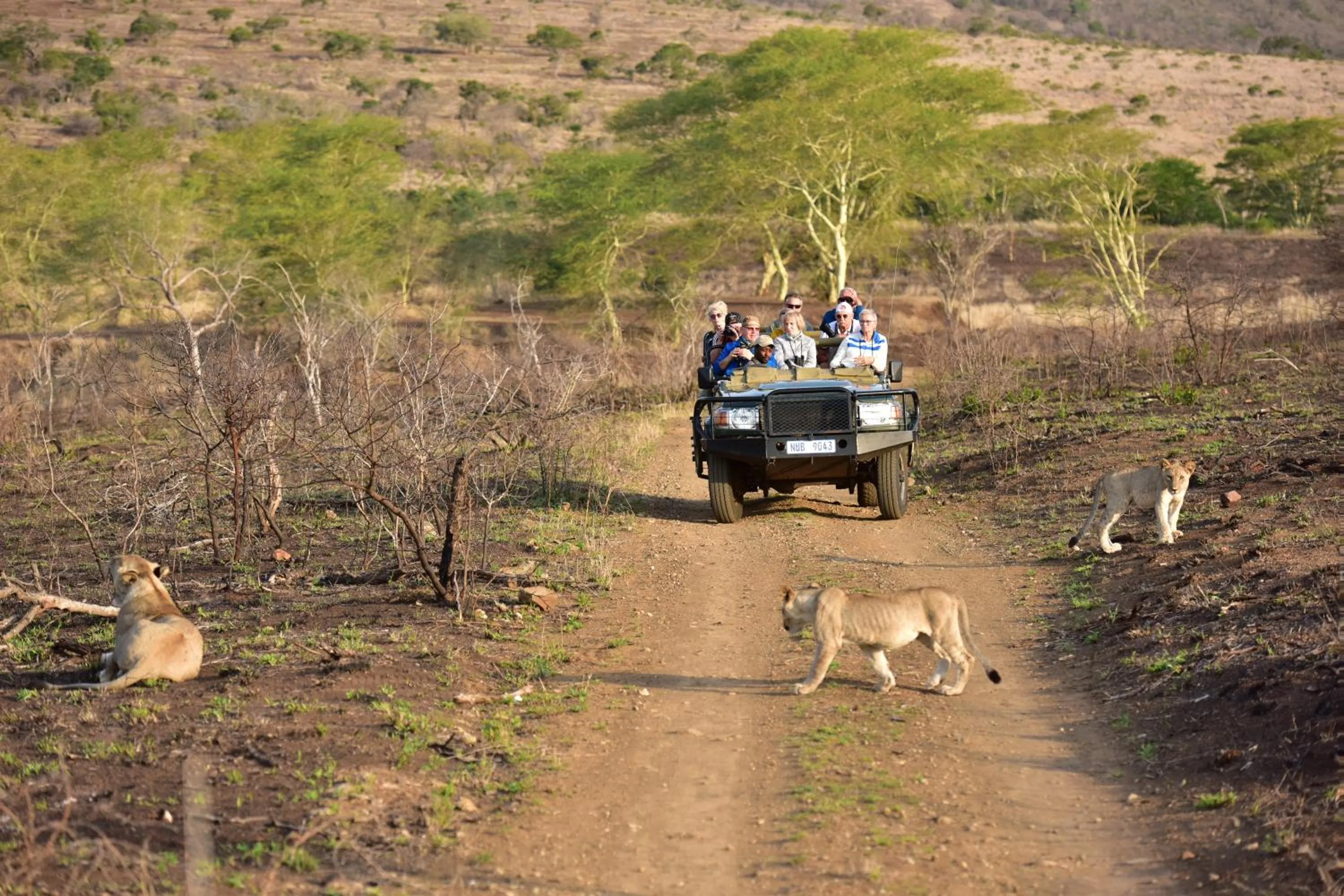 Animals in Bayala Private Safari Lodges