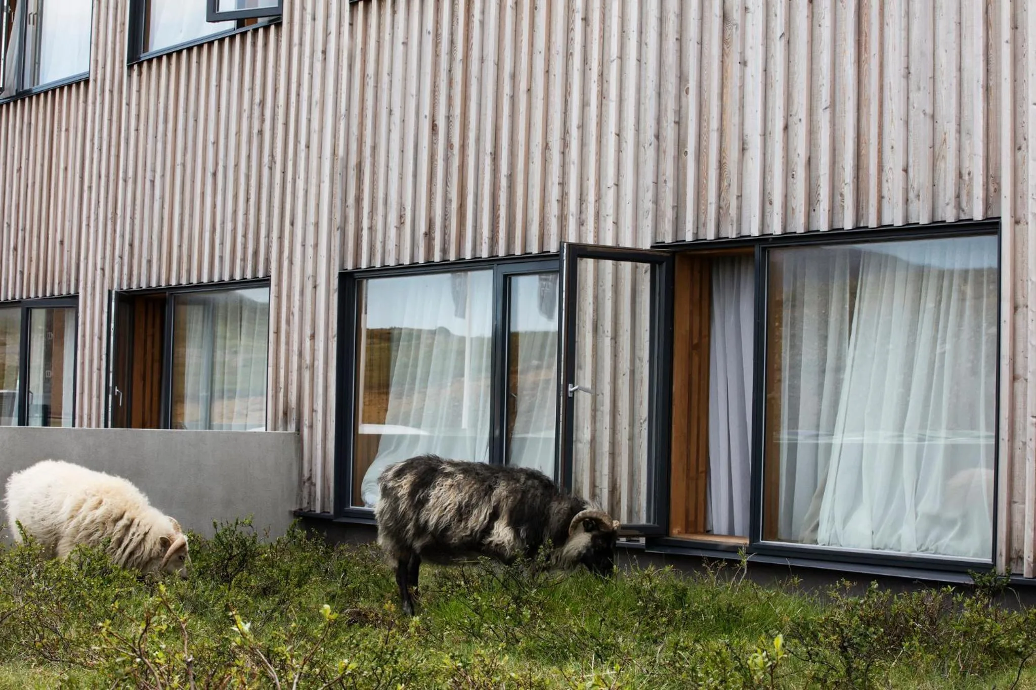 Animals in Fosshotel Mývatn