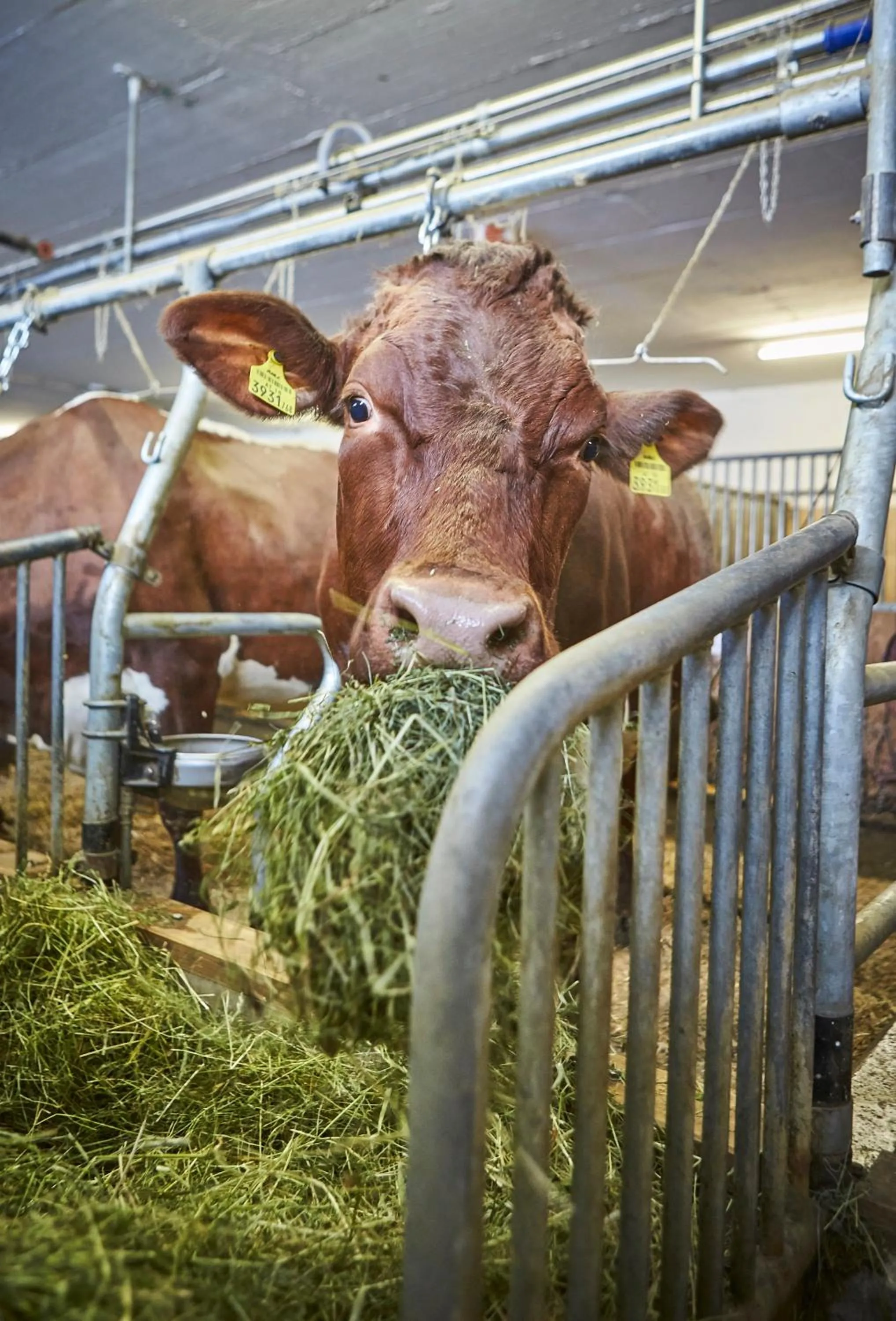 Bauernhof Hotel Oberschwarzach