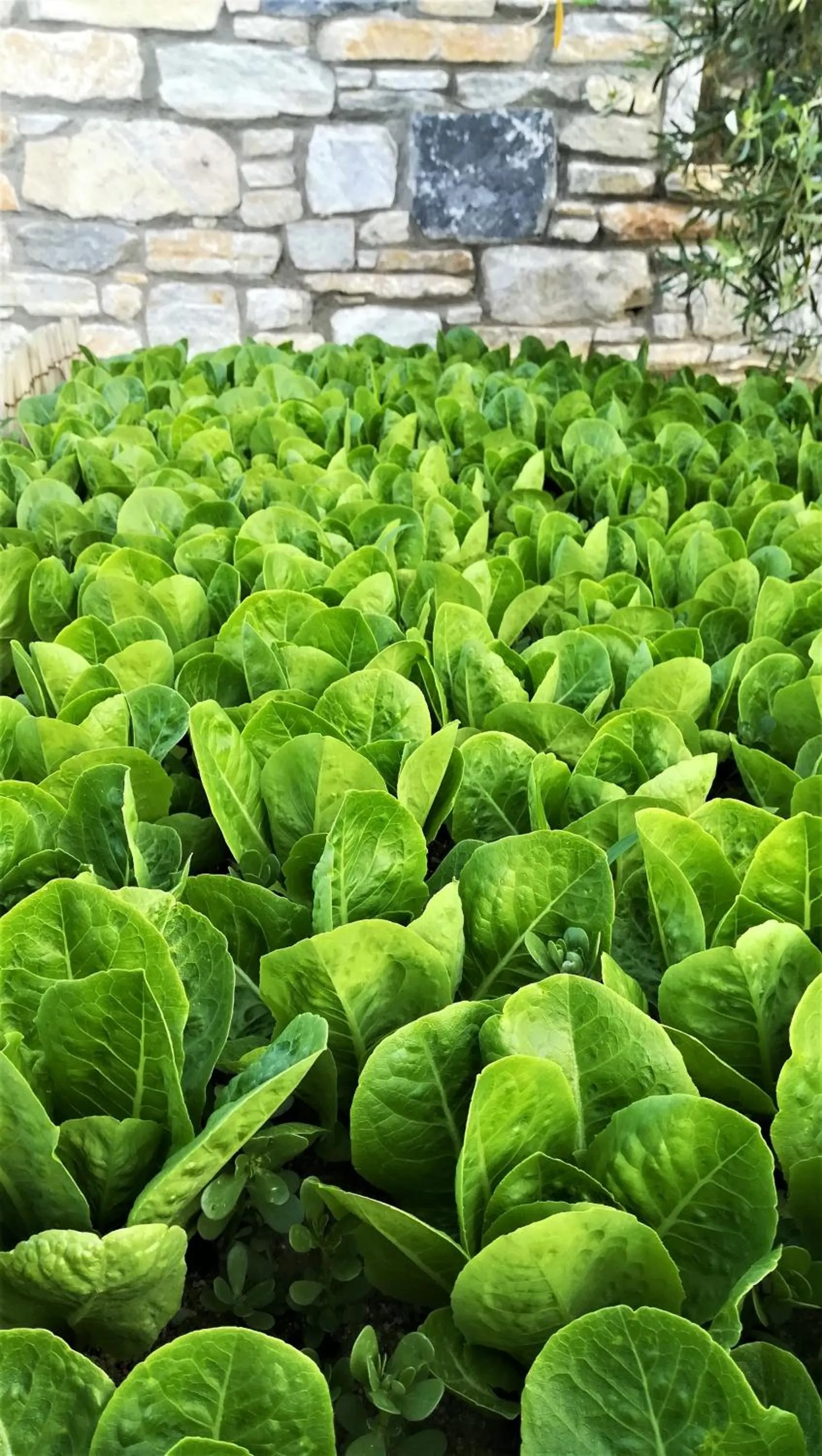 Garden in Blue Harmony Apartments